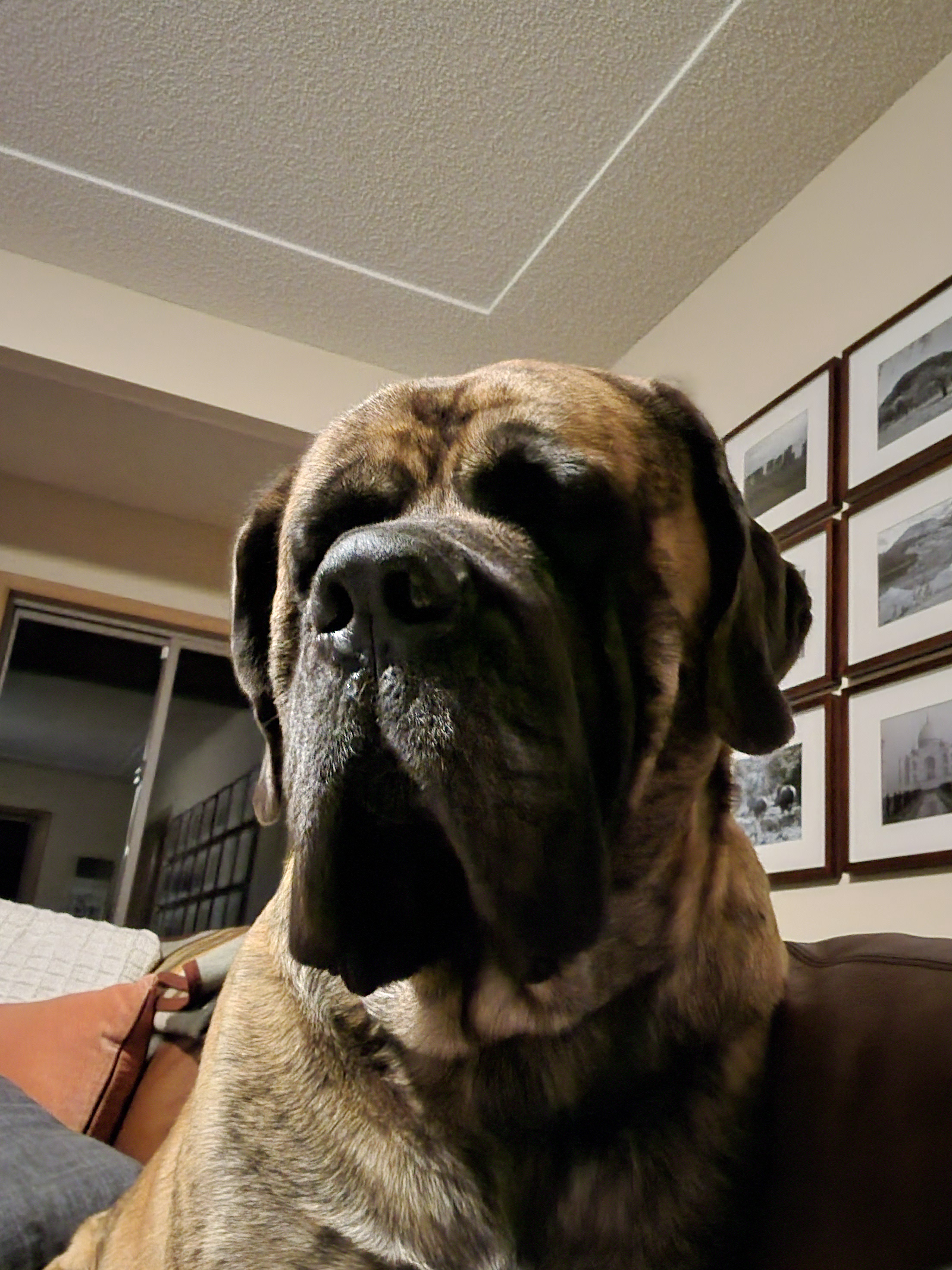 A Massive House Accompanied by a Giant Dog