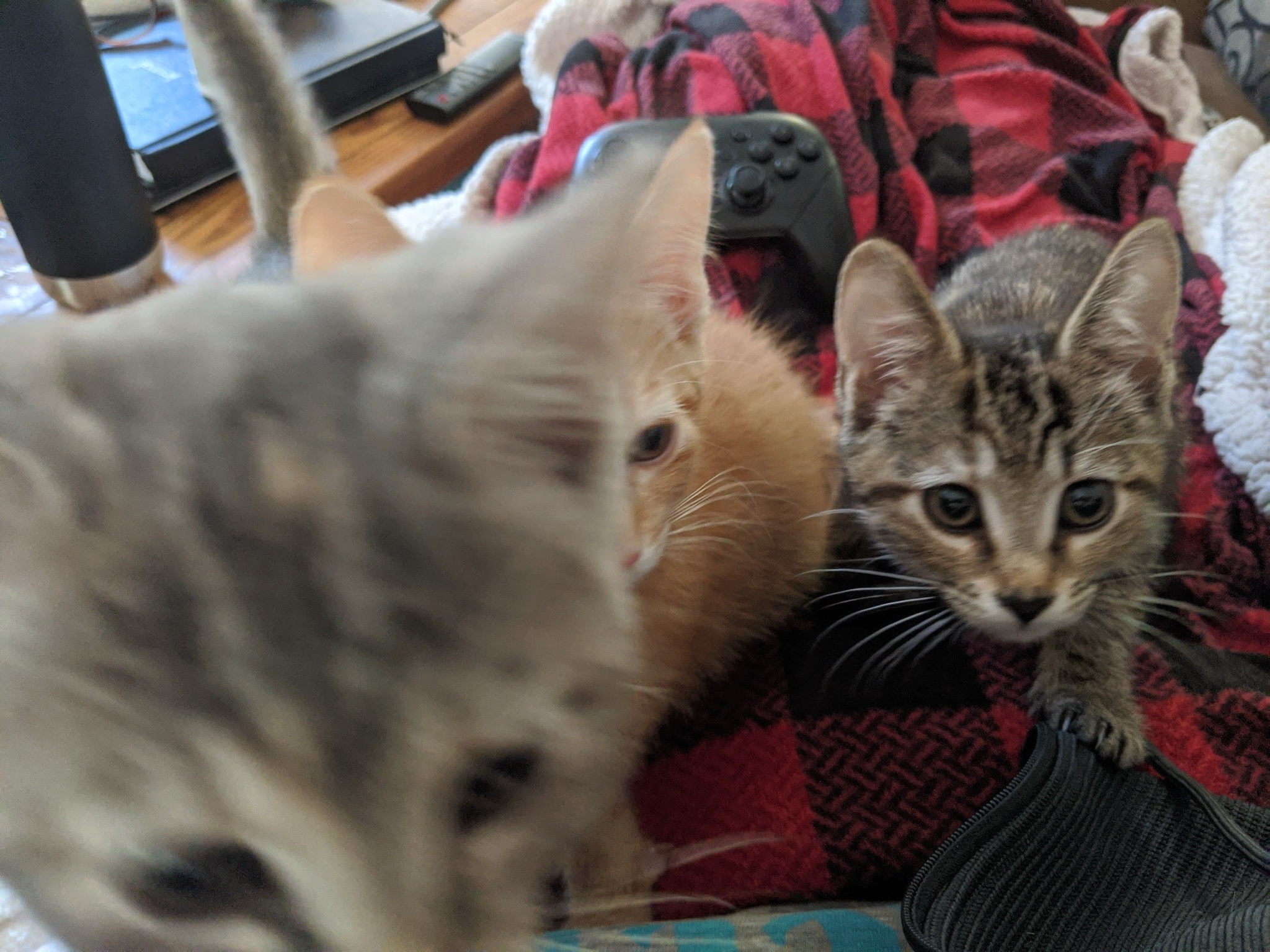 A Daily Dose of Cat Cuteness to Brighten Your Day