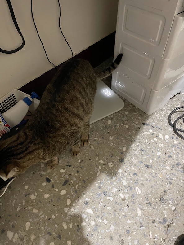 Adorable feline antics: A cat's life