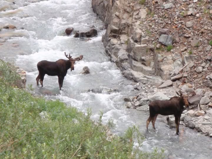 Look Out! Moose Spotted North of Silverton, Colorado!