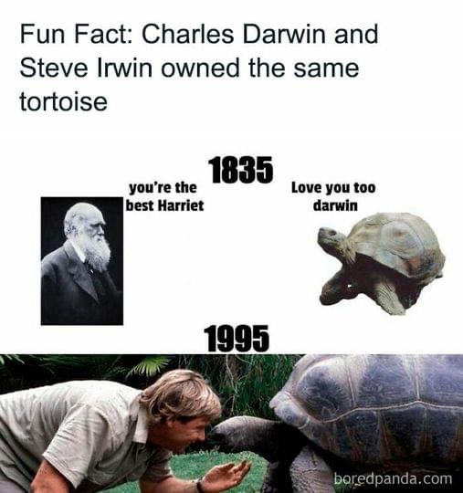 Harriet's Incredible 175-Year Journey: From Life to Legacy at The Irwins Zoo
