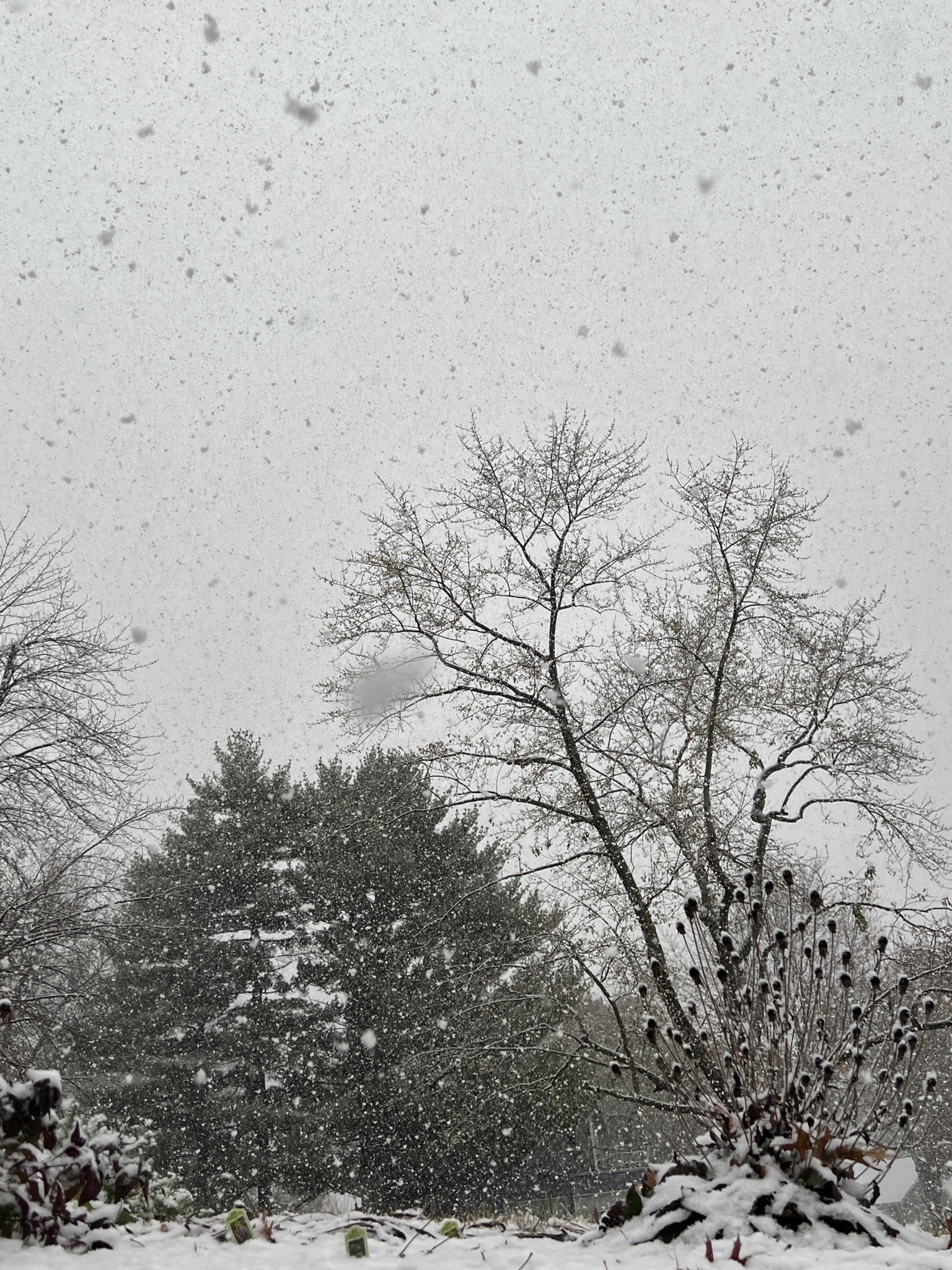 The magical first snowfall of the year has arrived!