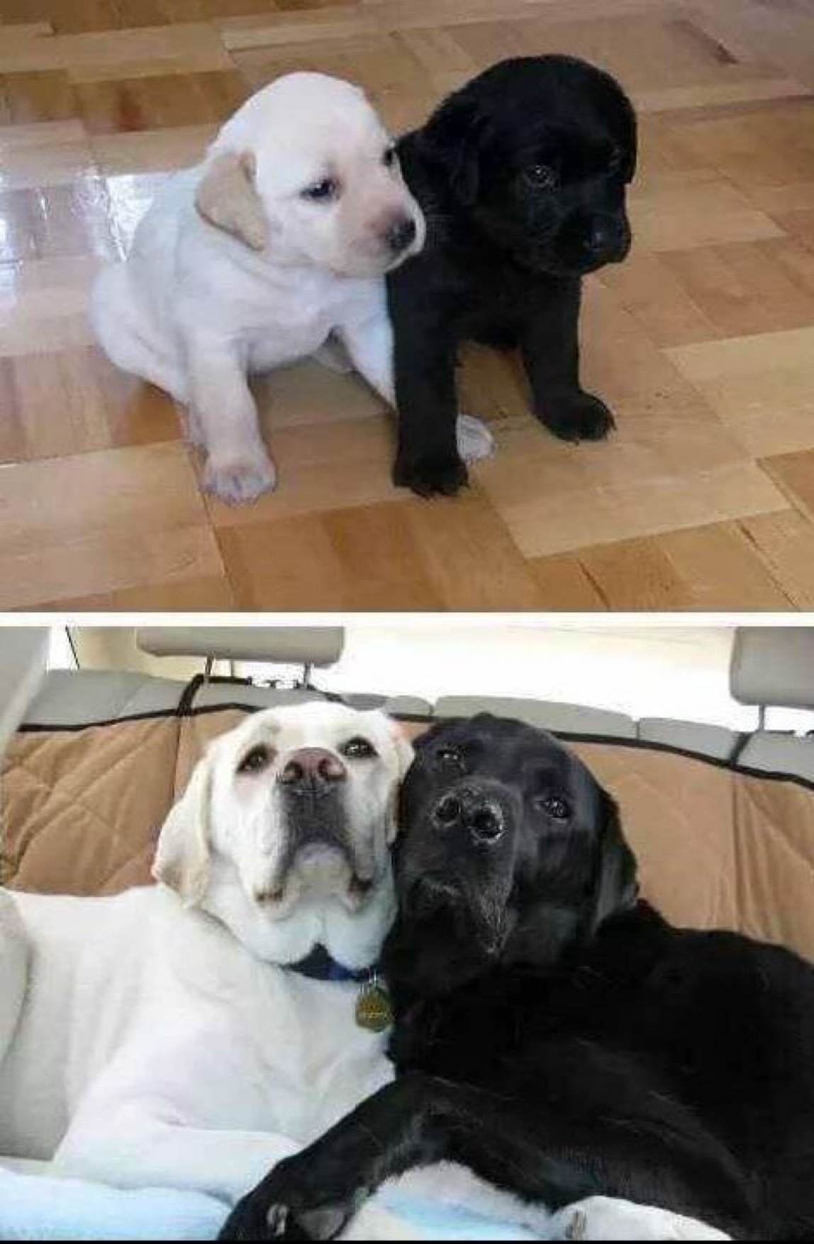 The Beautiful Journey of Growing Old Together