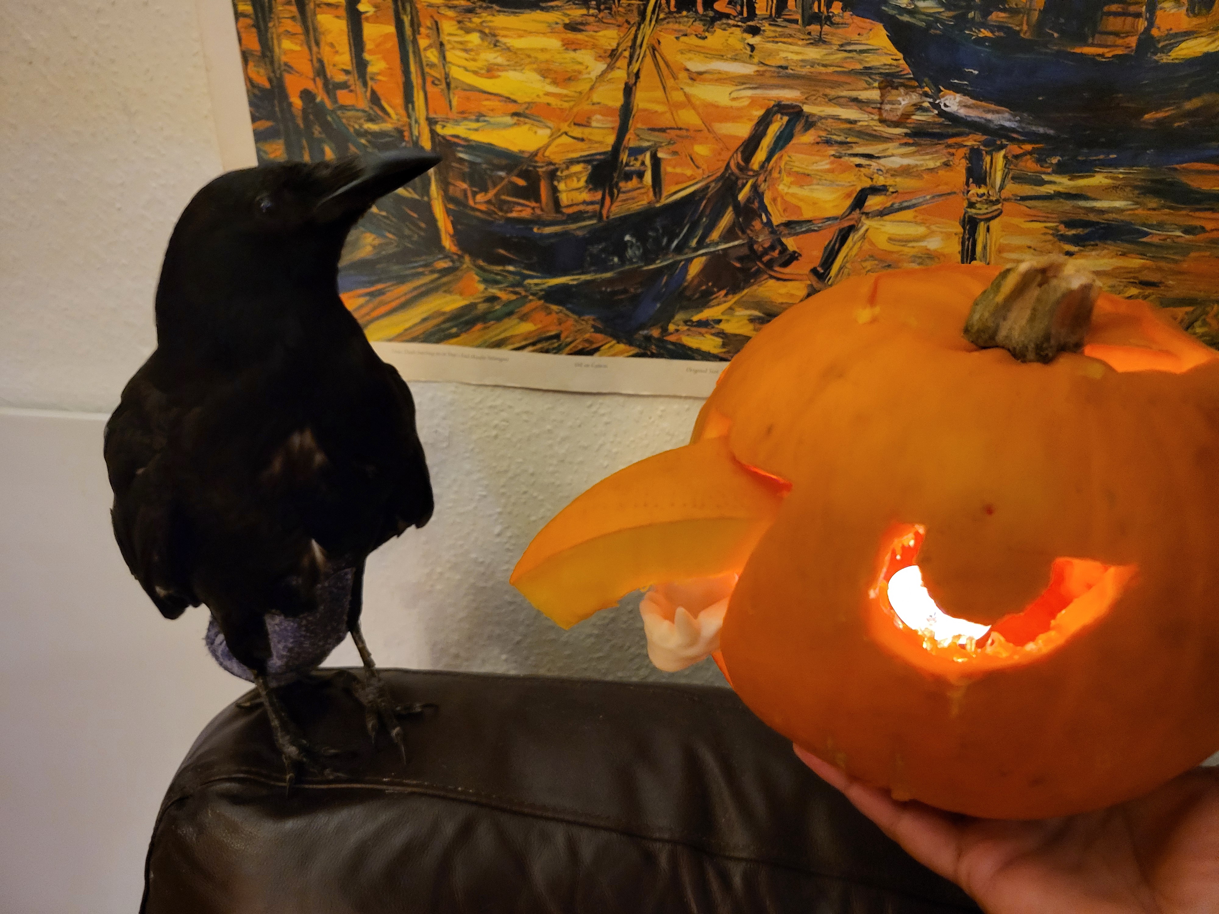 Unimpressed Crow and a Pumpkin: A Halloween Encounter