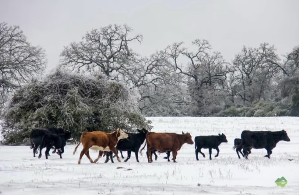 A Serene Snow Field Scene