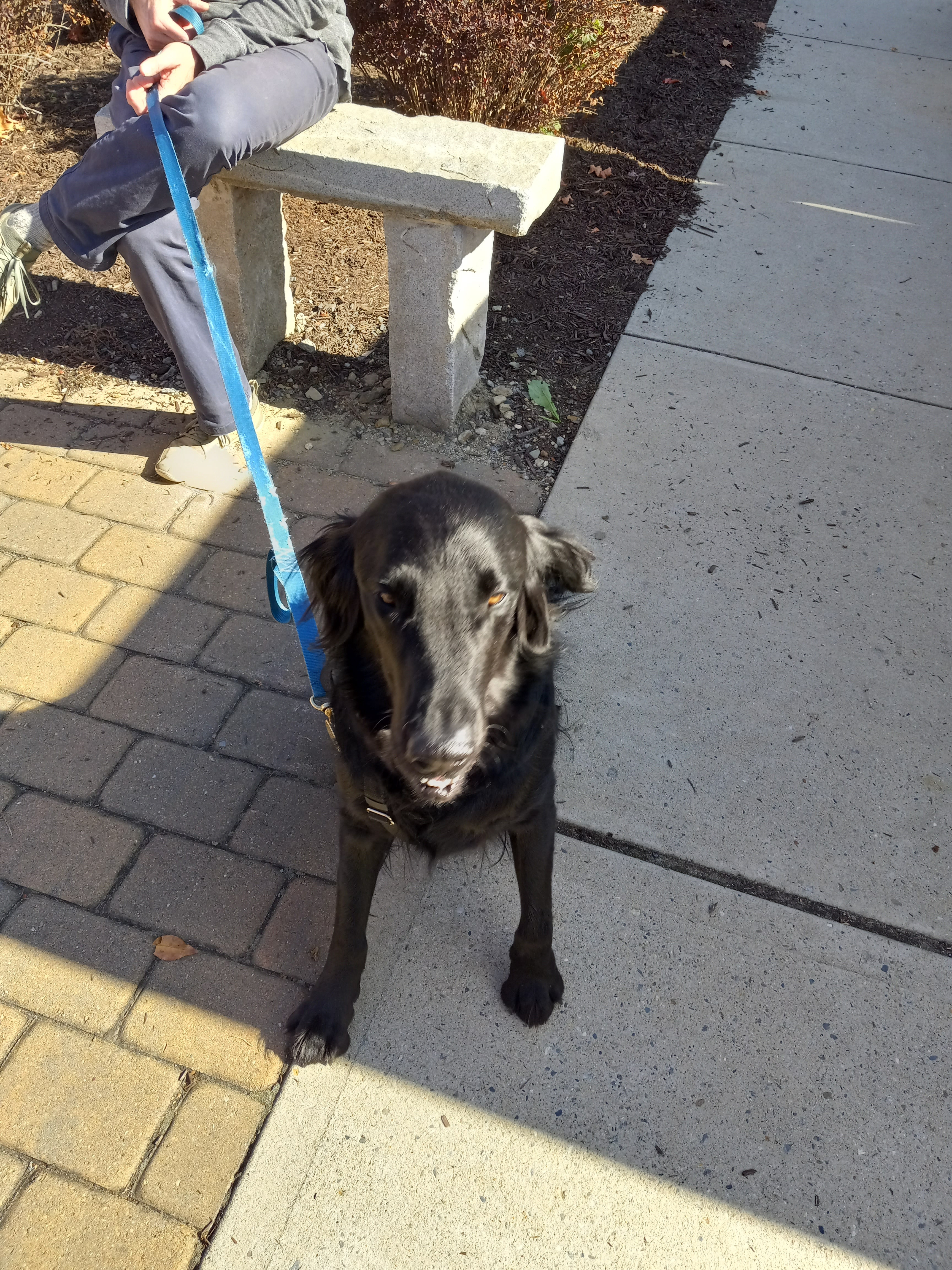 Adorable Dogs Spotted at the Farmers Market on 10/19/24