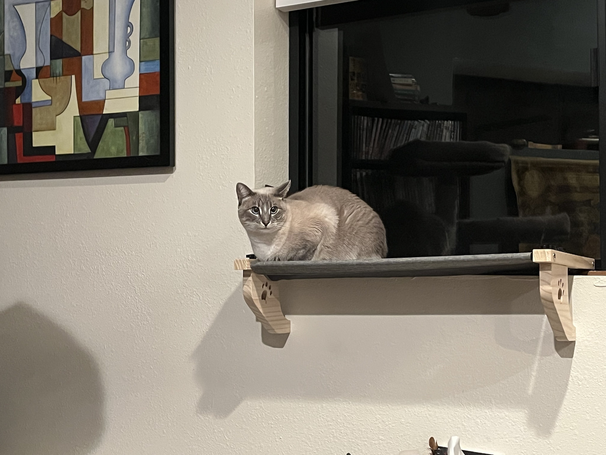 Daily Dose of Ivy: Cat Chronicles Day 328