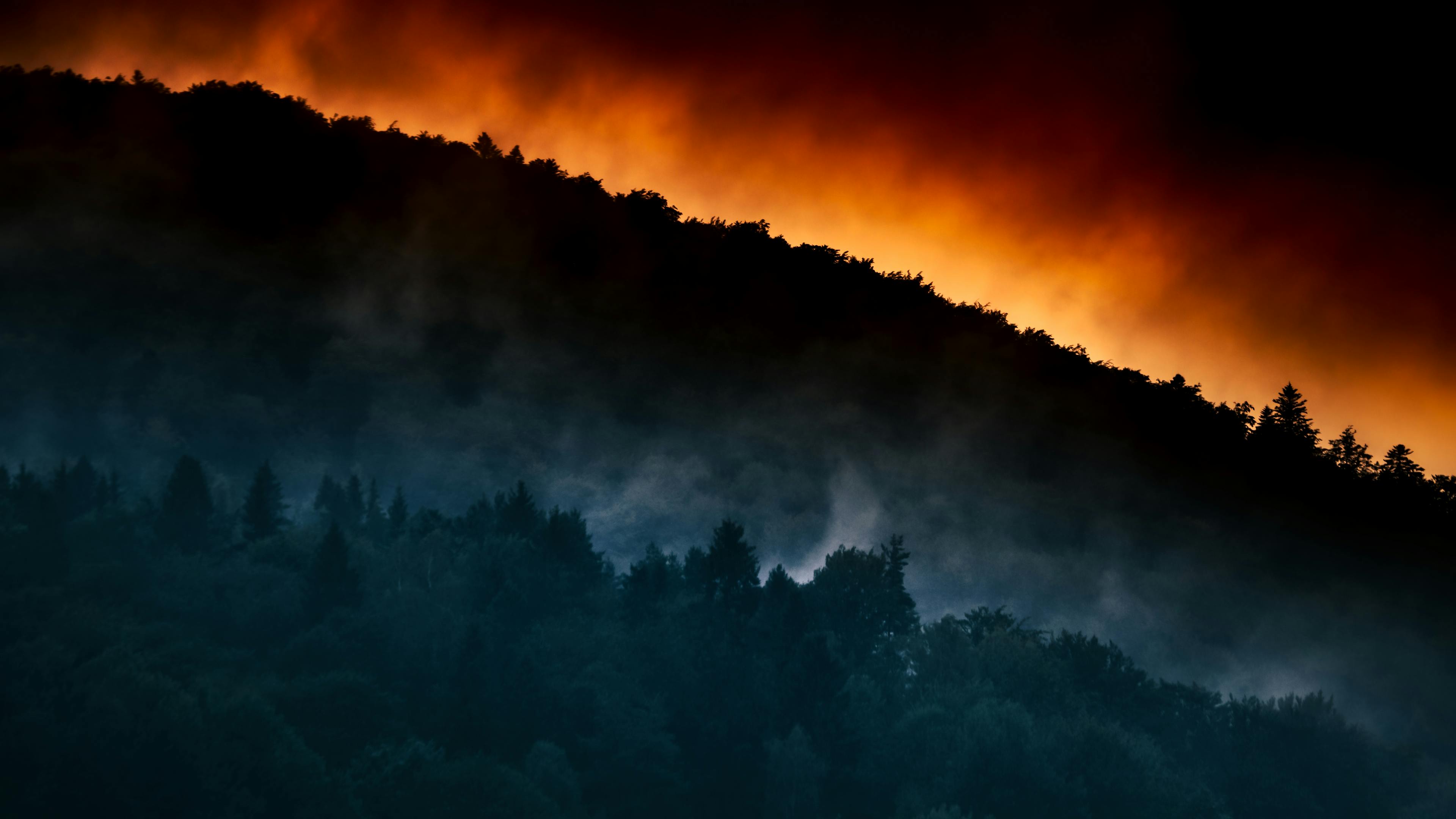 Enchanting Misty Forest at Sunset