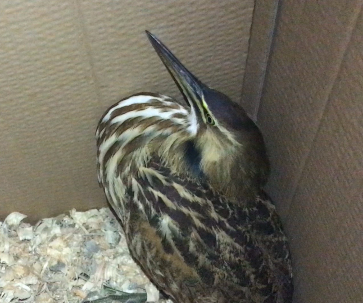 The Majestic Bittern: Nature's Hidden Gem