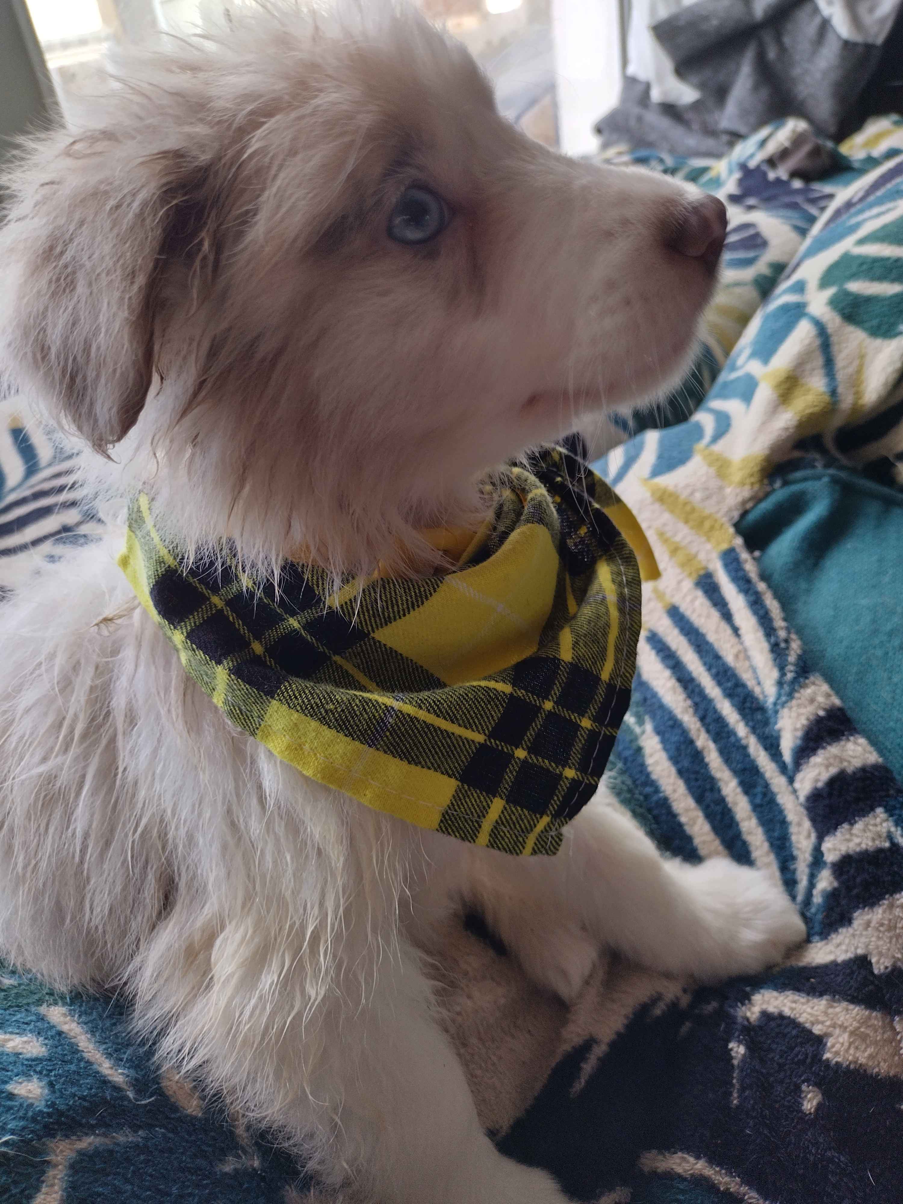 I Just Brought Home My New Puppy Today!