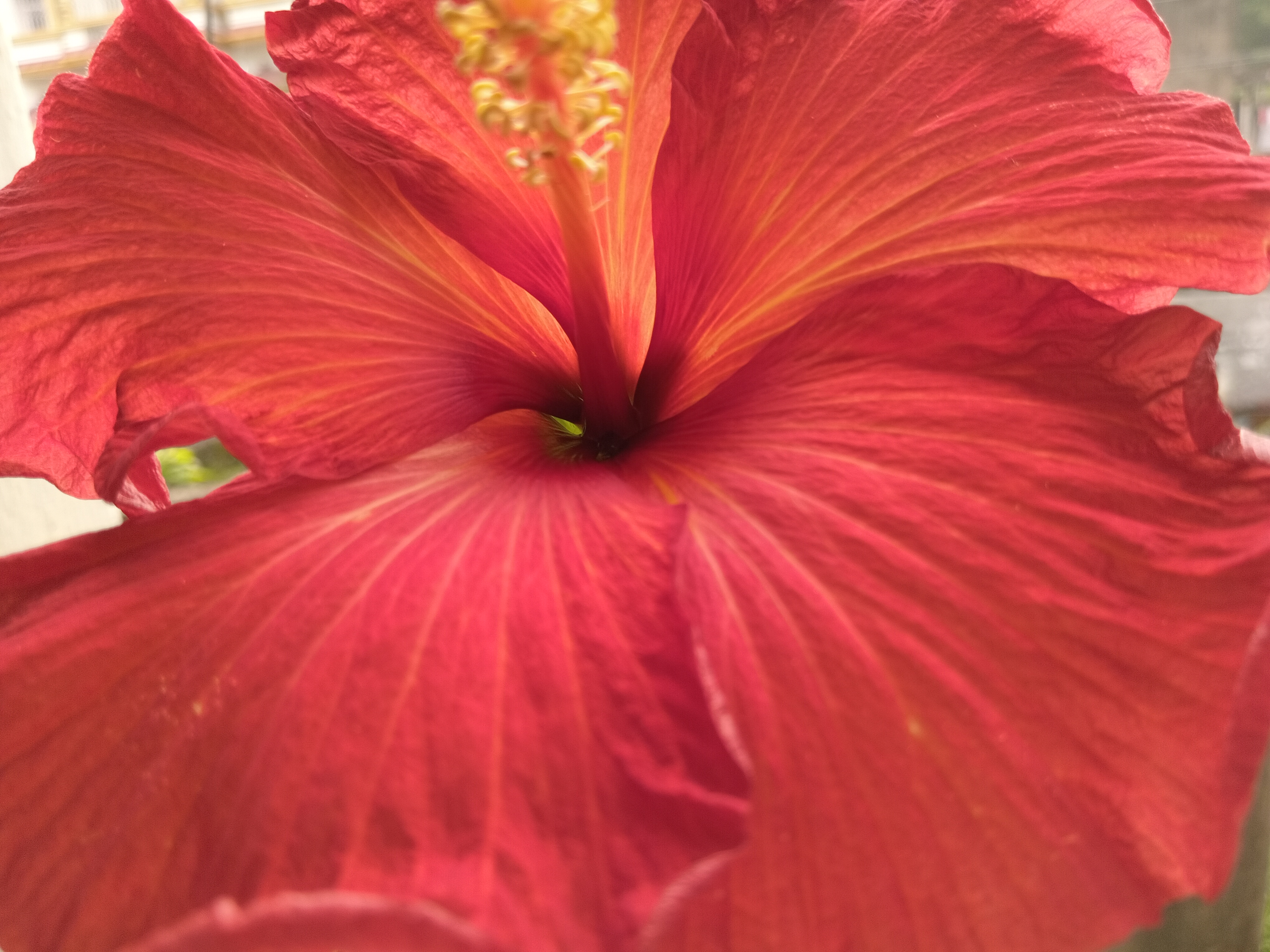 More Hibiscus, Please!