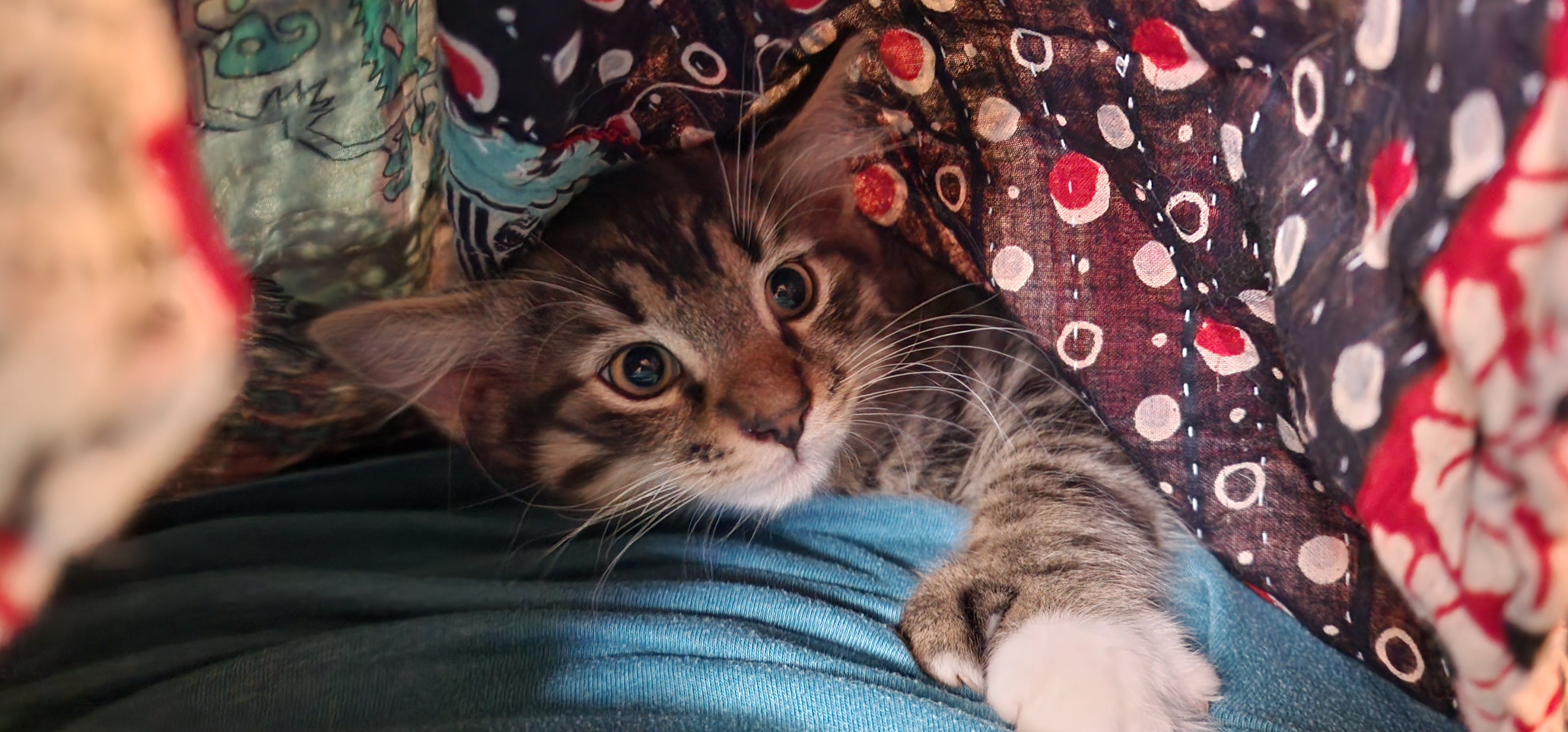 Wife's Gentle Reminder: Cover Up While Playing with the Kittens