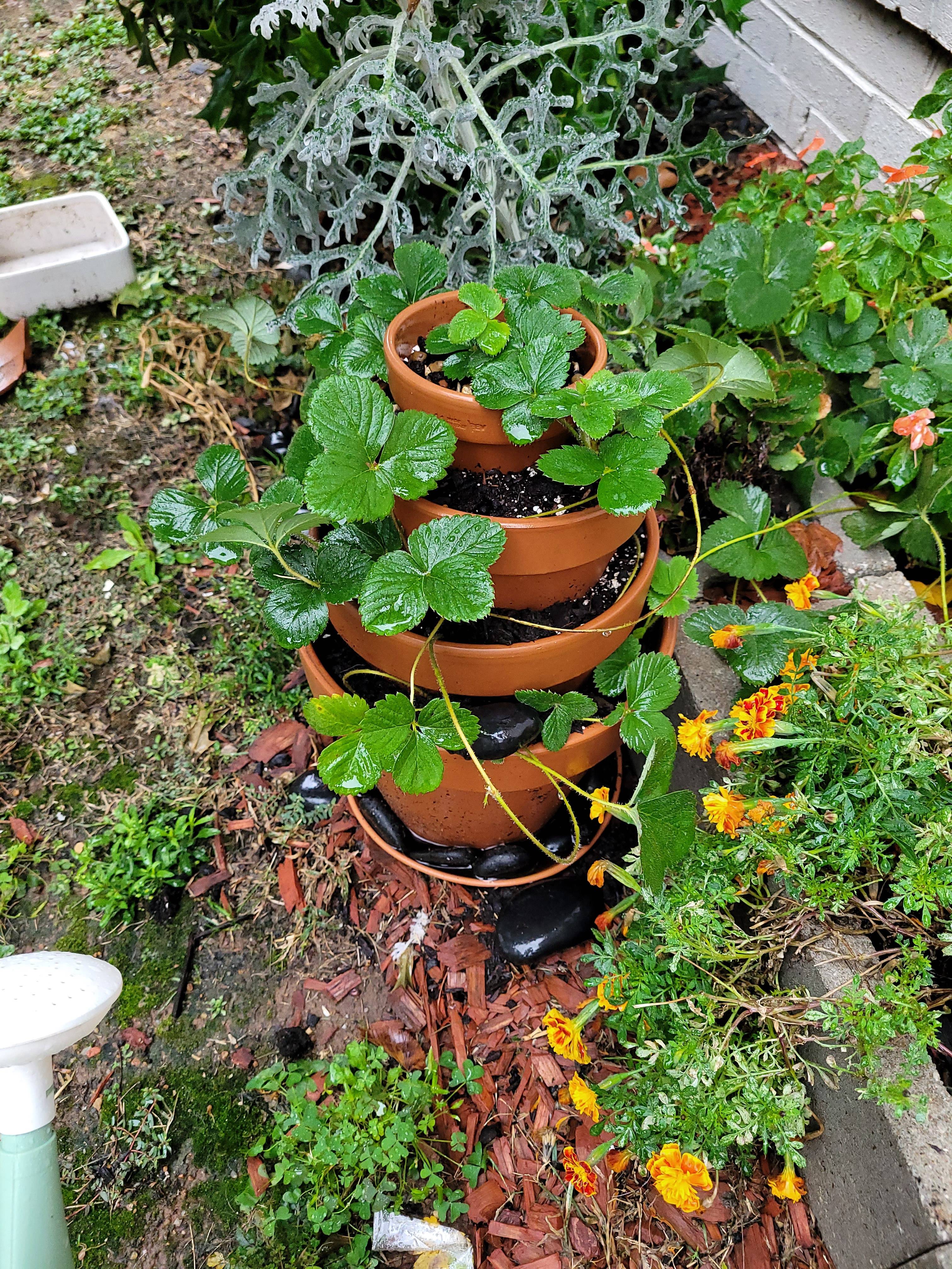 I grew strawberries this year, and they thrived! I've now moved some to a multi-tiered clay pot to keep them cozy indoors for the winter.