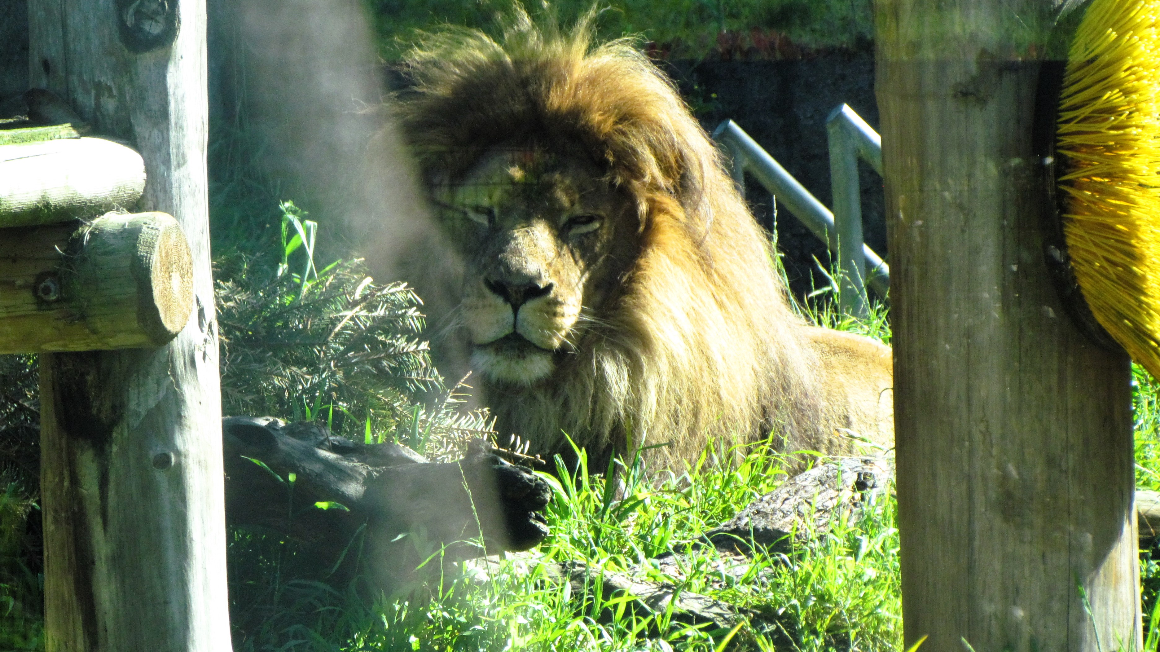 Exploring the Wonders of the SF Zoo