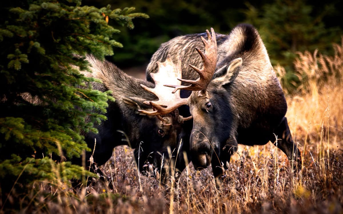 A Majestic Moose in All Its Glory
