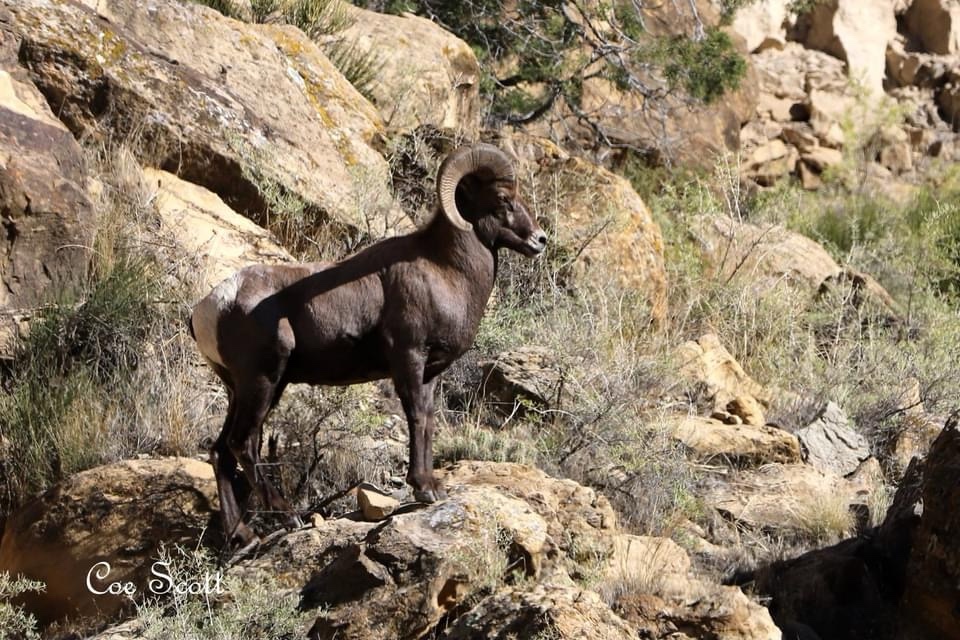 Meet the Majestic Bighorn Sheep