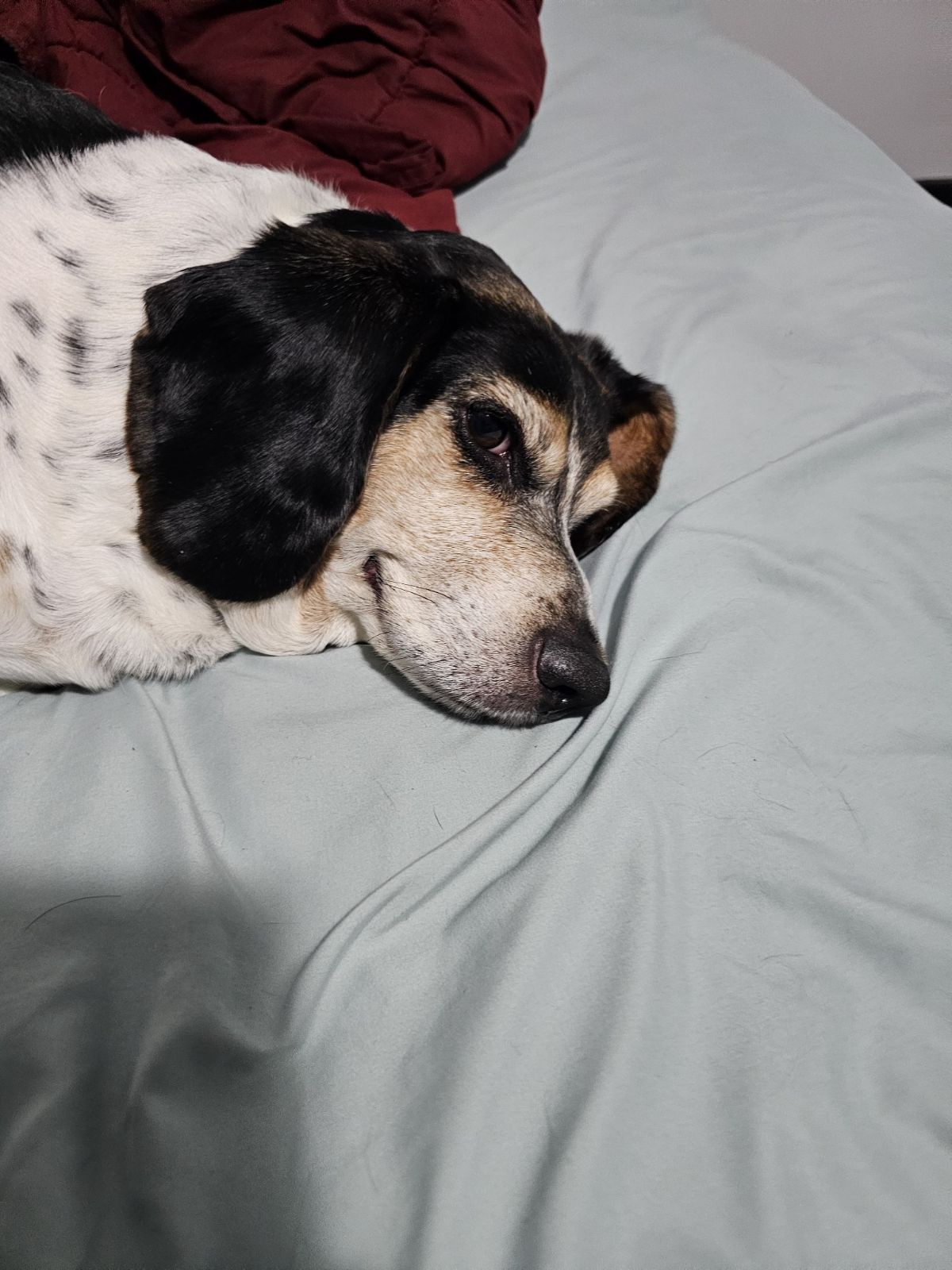 Share Your Beloved Old Dogs with Me!
