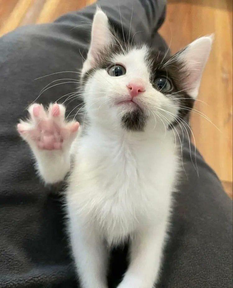 The Magic of Beans