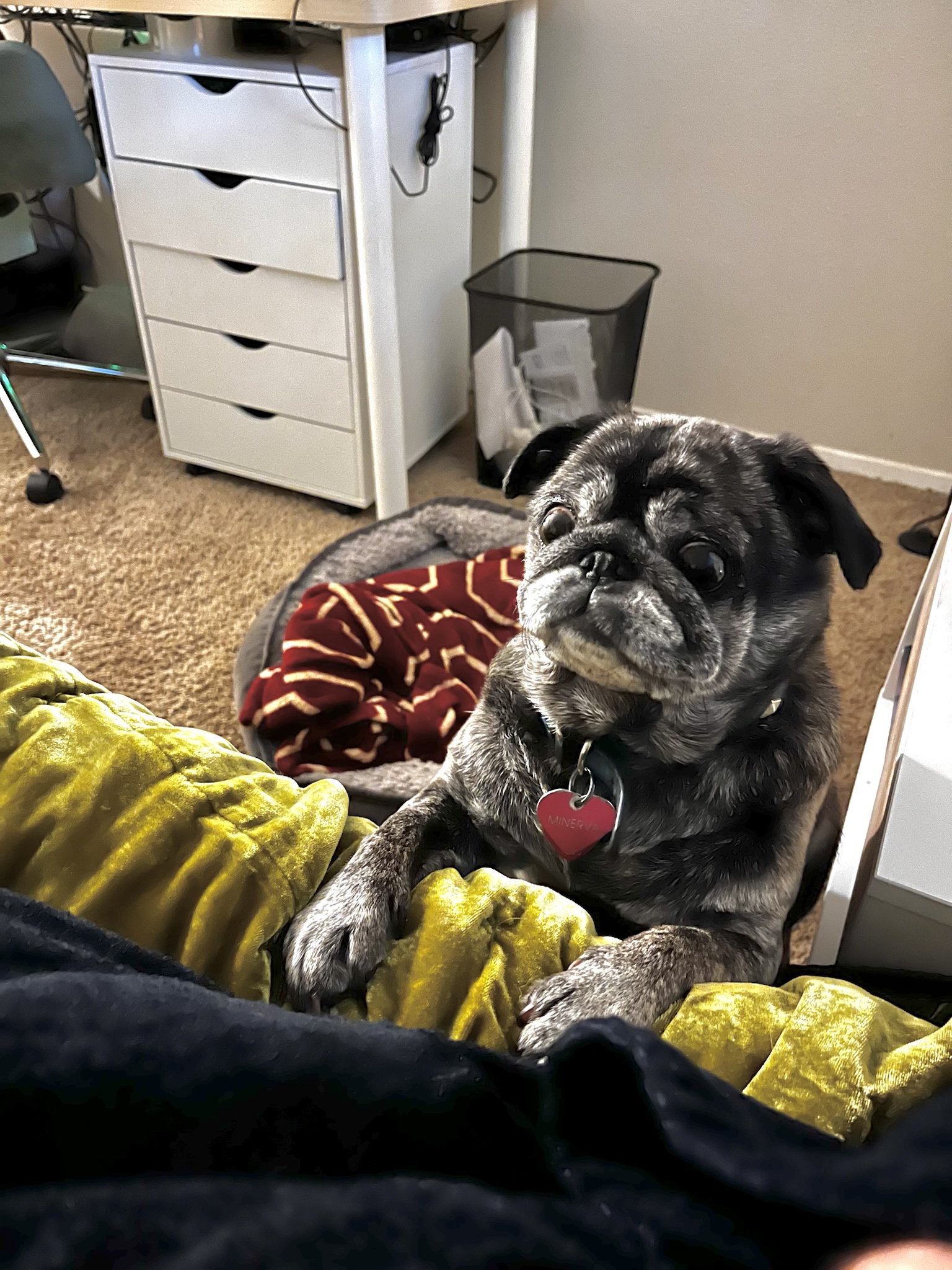 Minerva the Pug's Breakfast Cravings