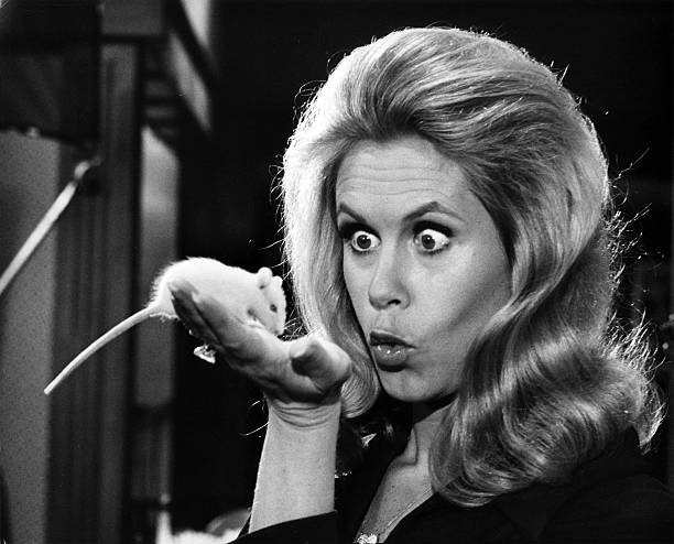 A nostalgic moment: Elizabeth Montgomery with a white mouse on 'Bewitched' in the late 1960s