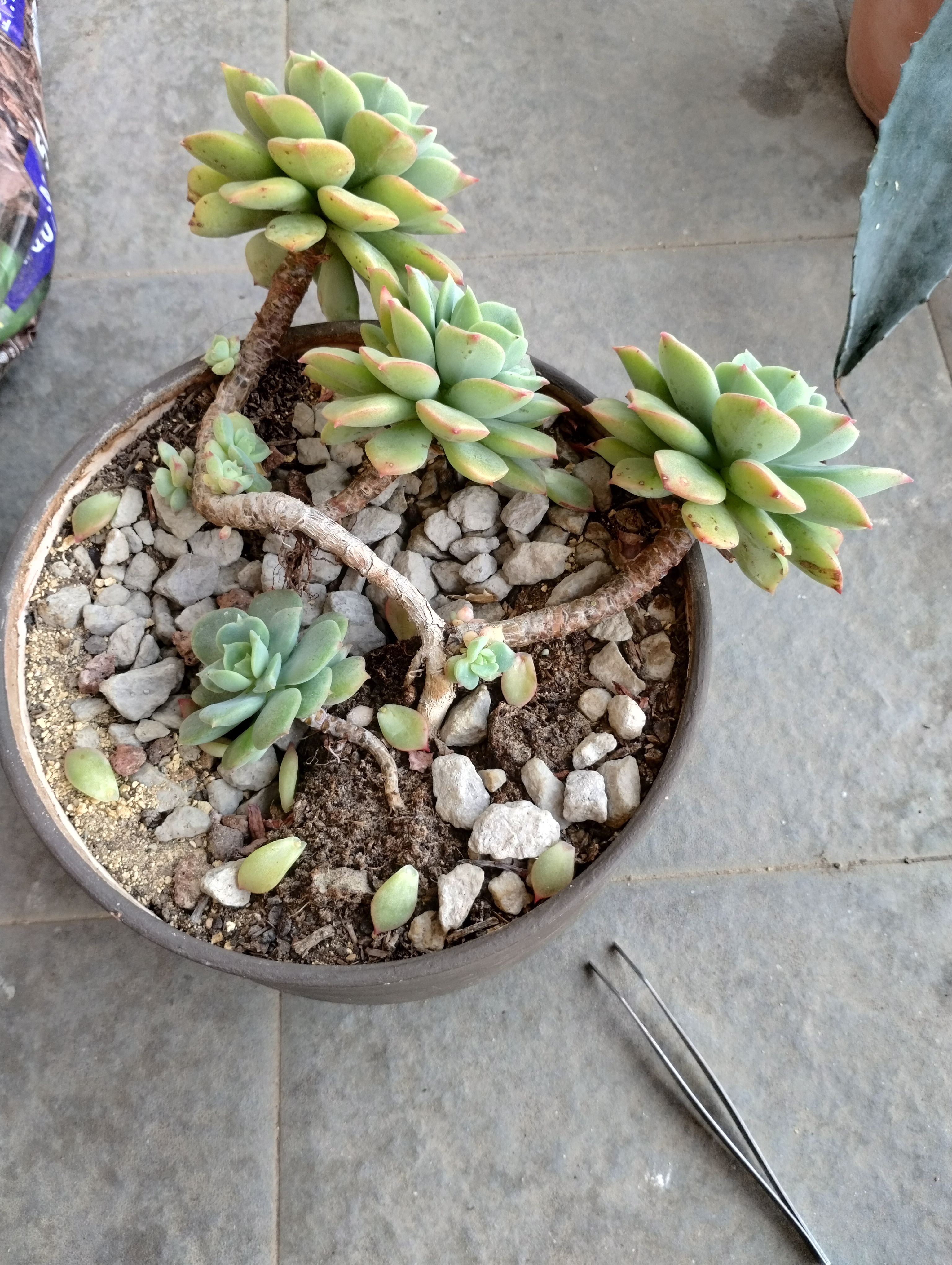 Las Pequeñitas: A Glimpse into Their World