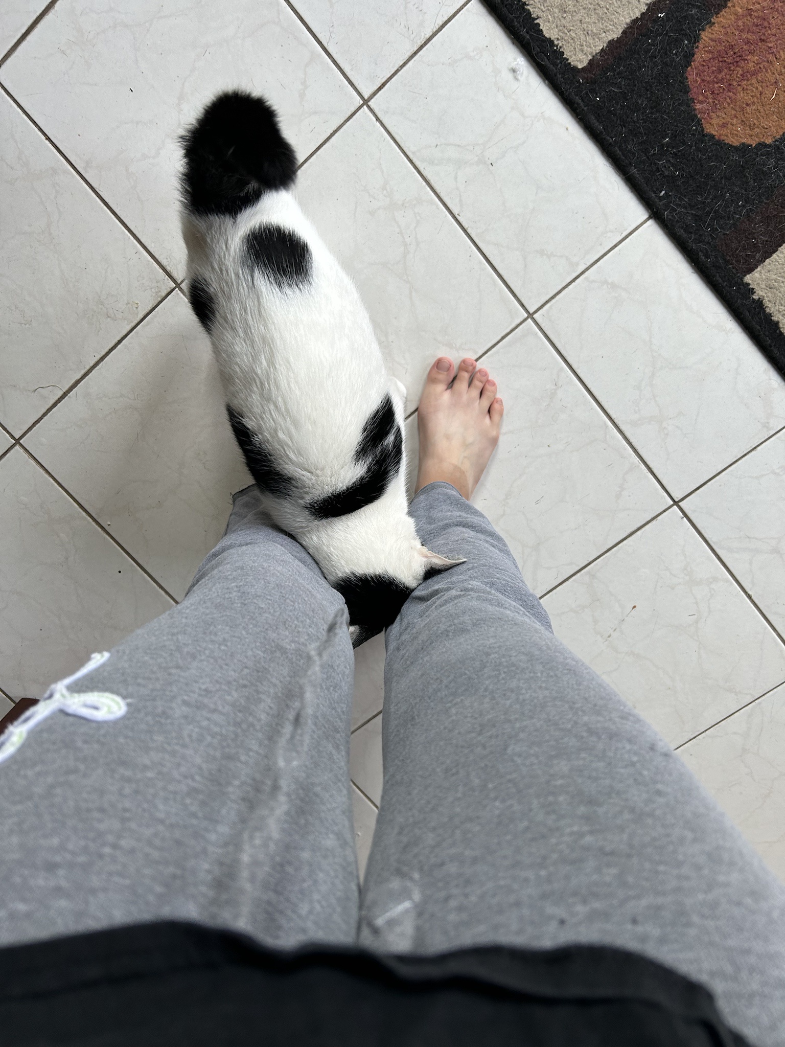 My Cat's Favorite Move: The Headbutt