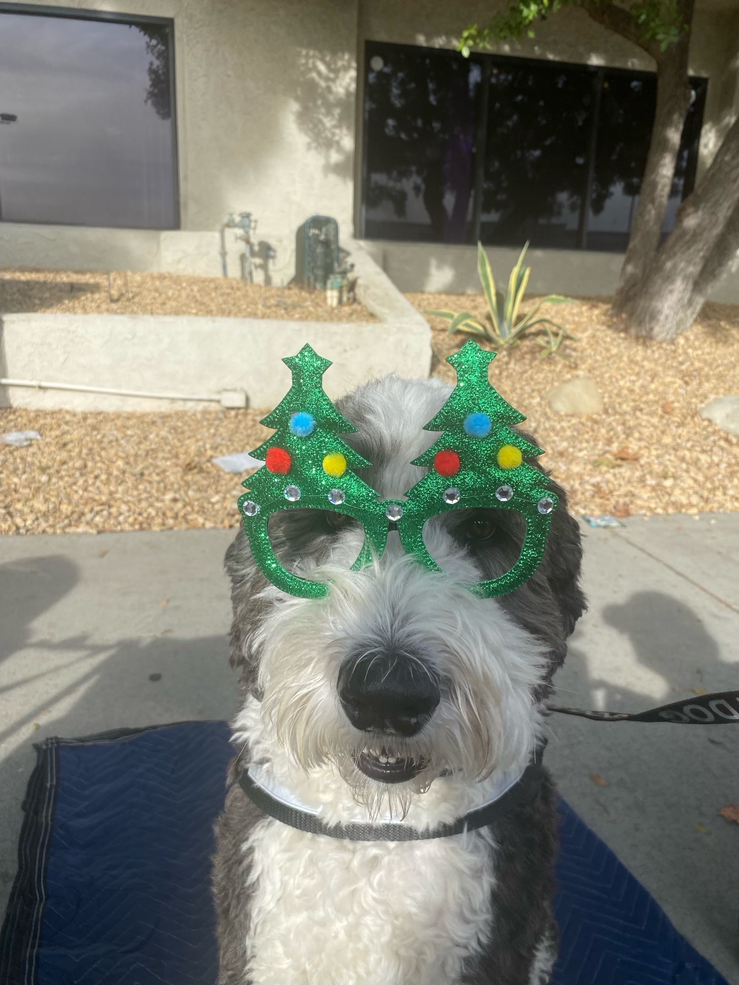 Introducing Henry: The Star of the Show