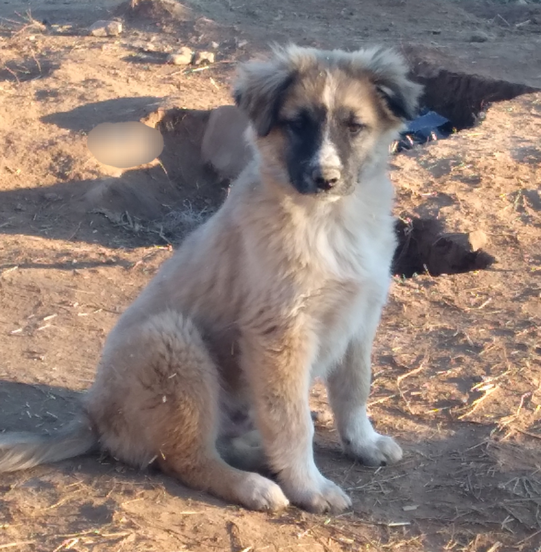Adorable Puppy Pictures to Brighten Your Day