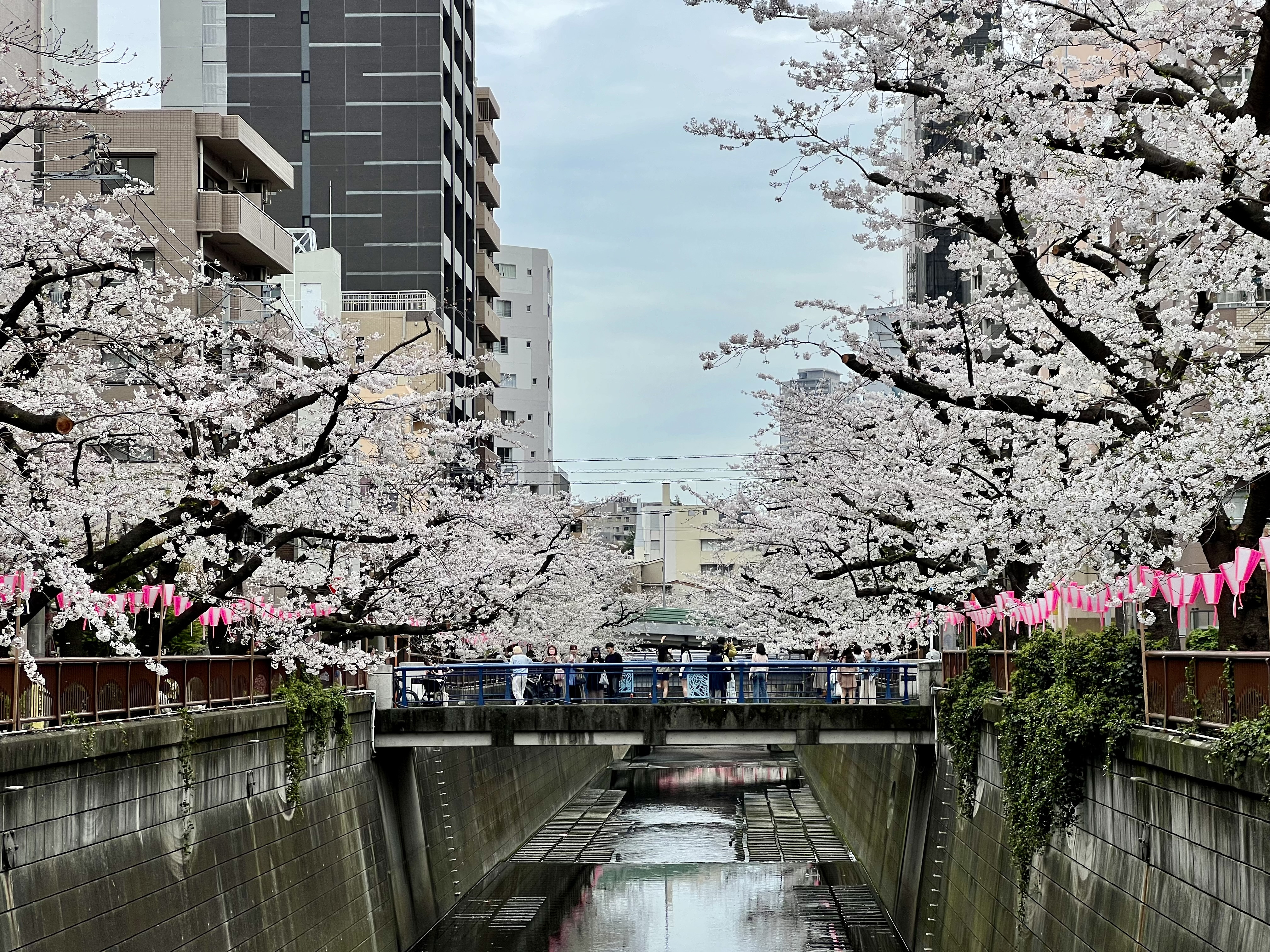 Stunning cherry blossoms in Tokyo!