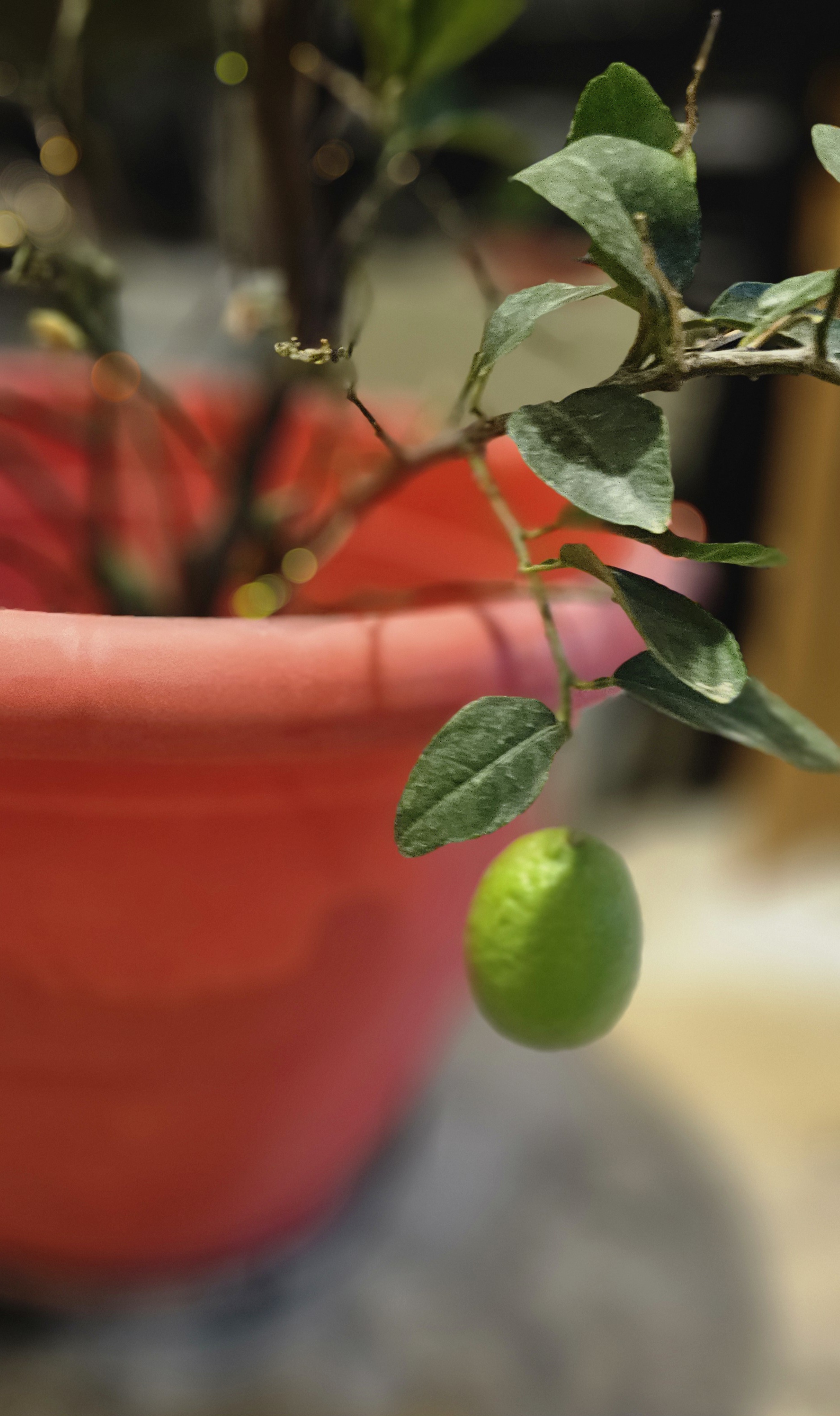Celebrating Christmas with a Twist: My Dwarf Lime Tree Finally Gave Me Its First Fruit After 5 Years!