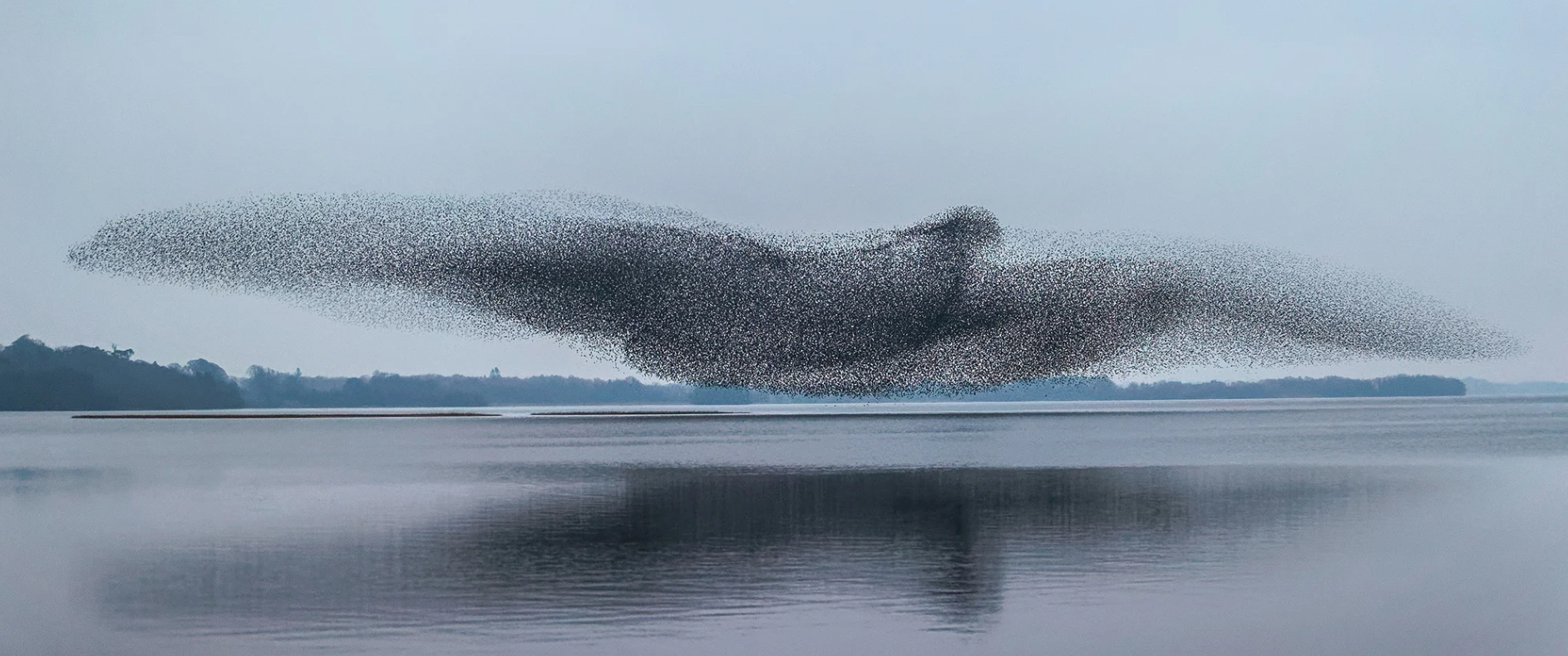 A Stunning Murmuration of Starlings Takes to the Skies