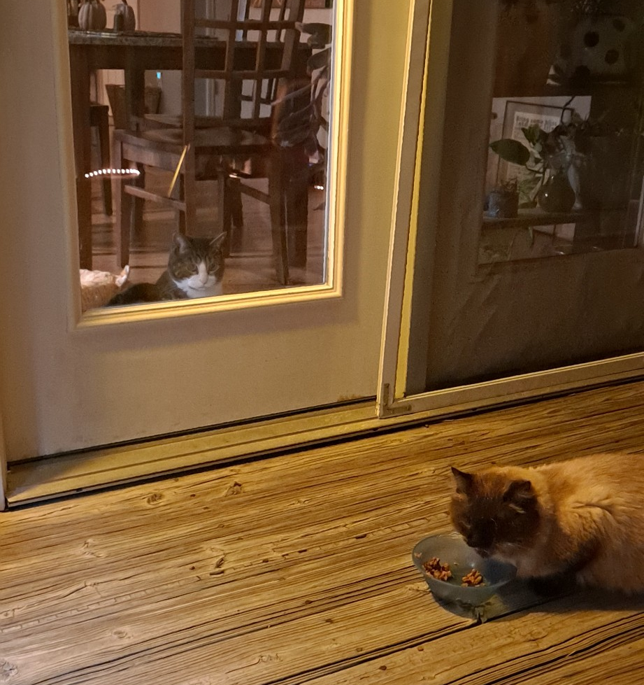 The Inside Cat's Thoughts on the Outside Cat