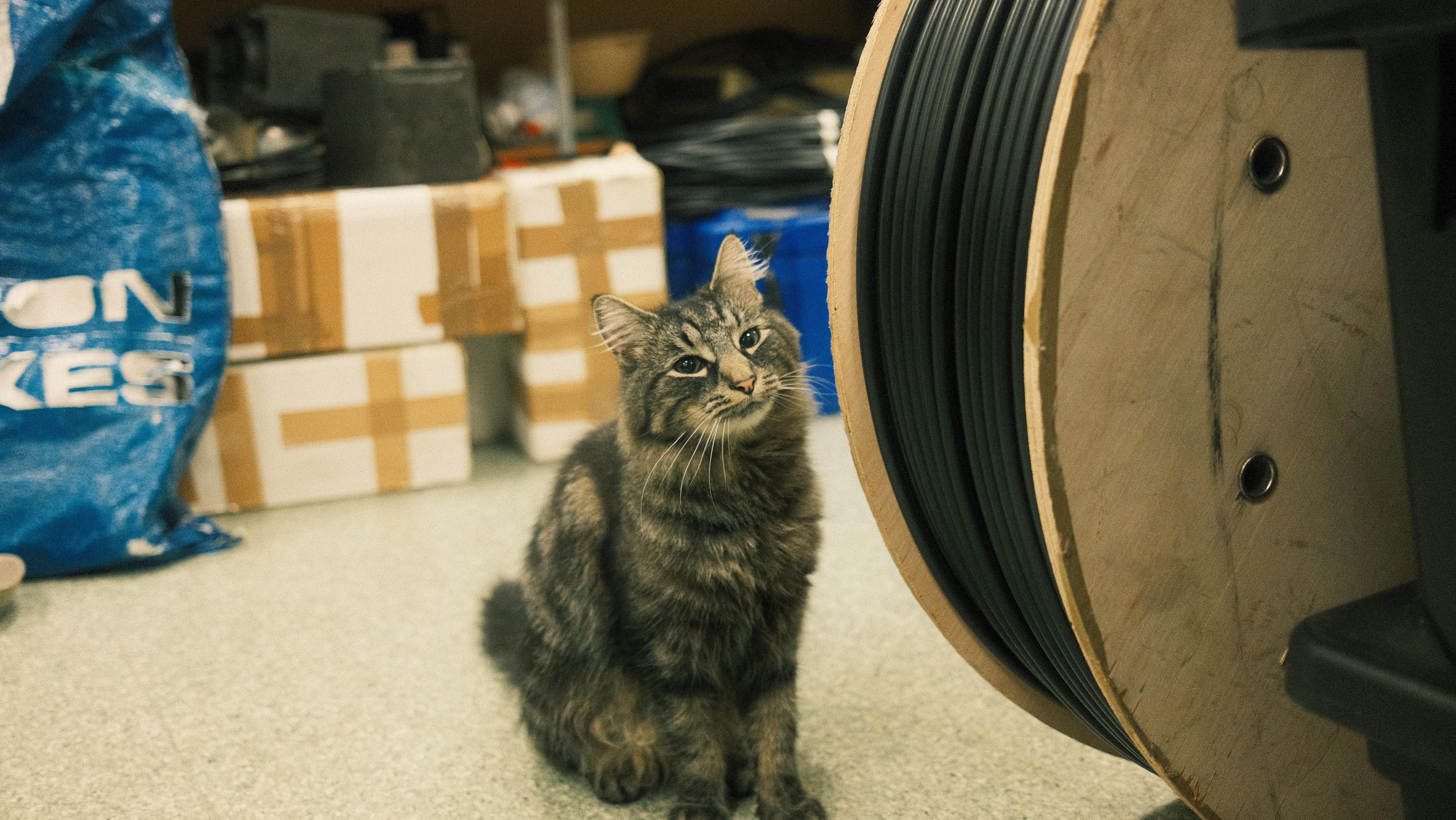 Mousse Bringing Joy to the Office