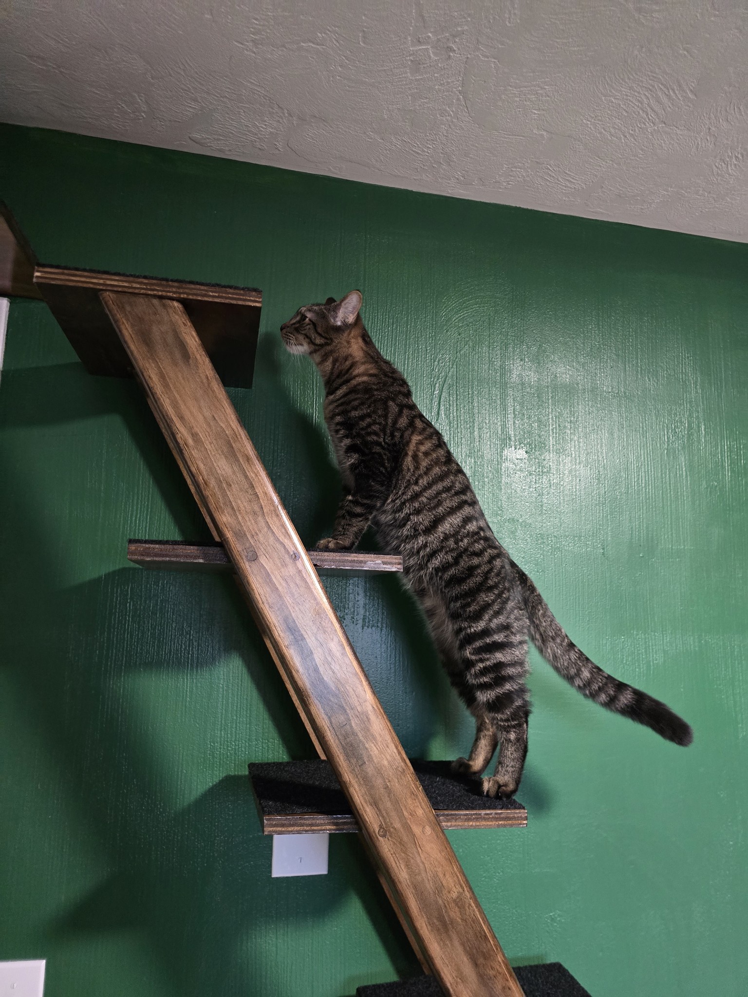 Is That a Ferrari in Photoshop? Nope, Just a Cat!