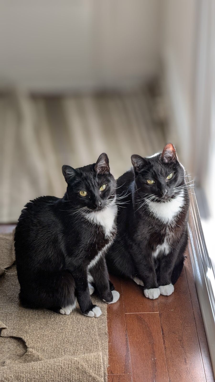 The Dynamic Duo: Layla and Luna Steal the Show