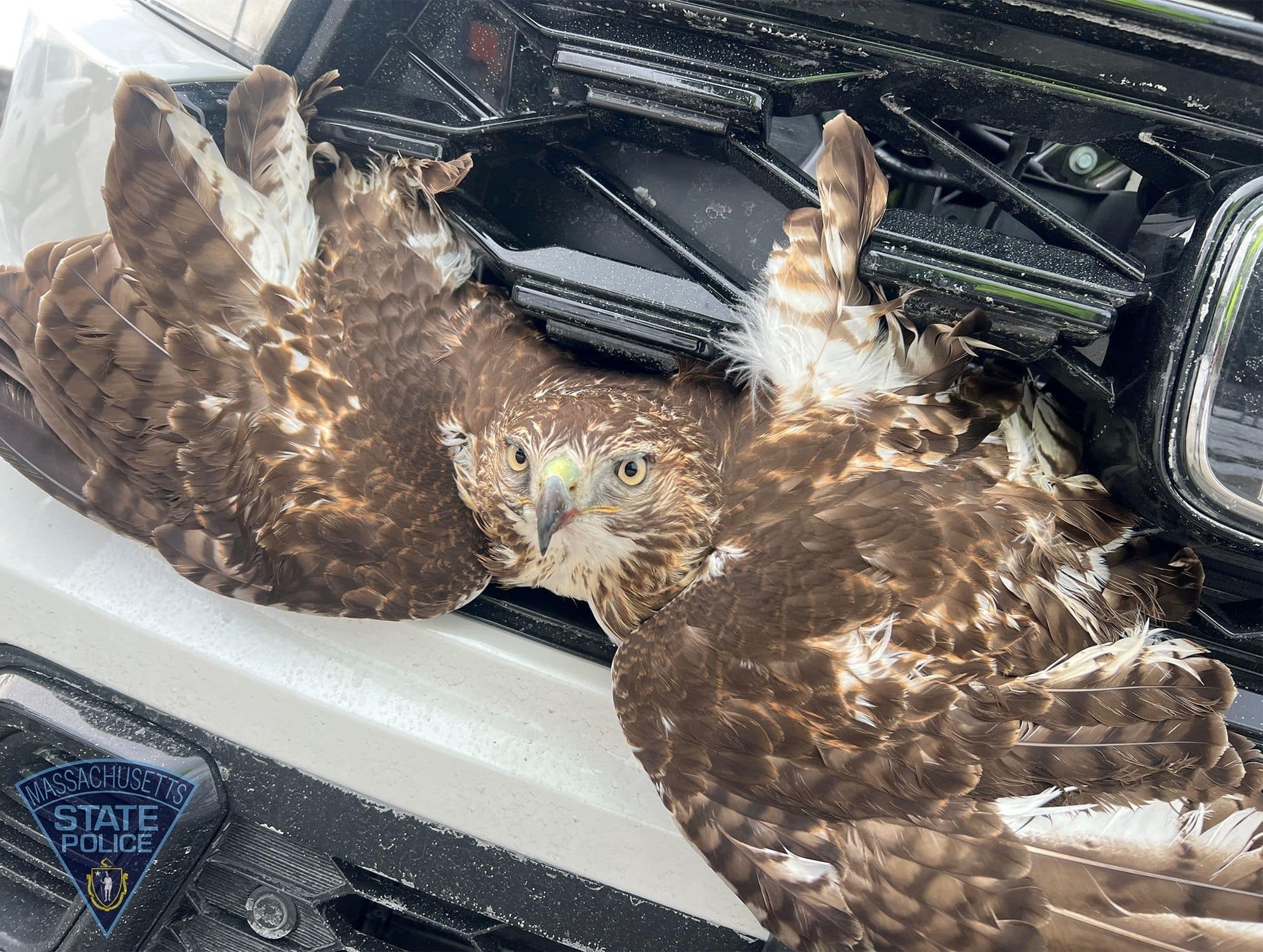 Hawk rescued after being hit on I495 in Chelmsford, MA.