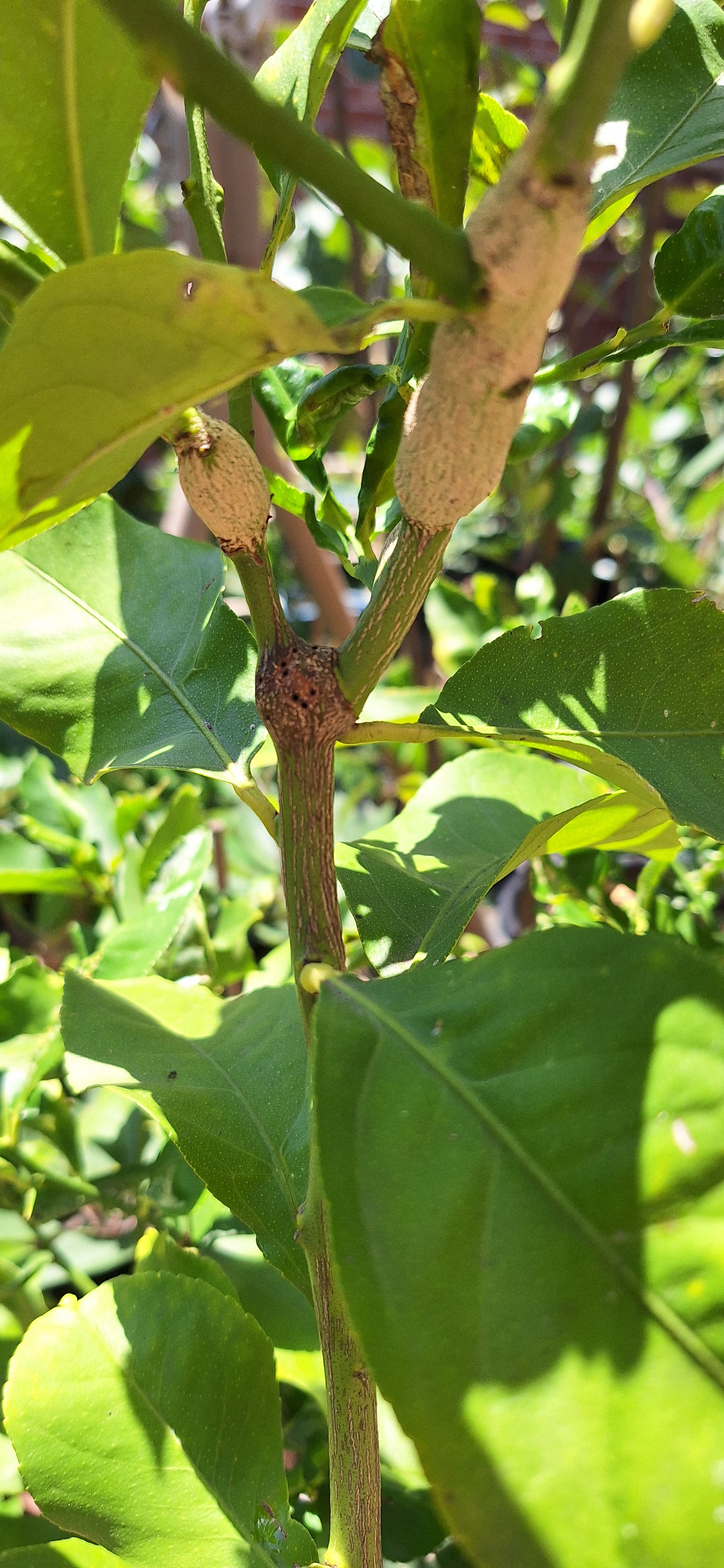 The Majestic Lemon Plant