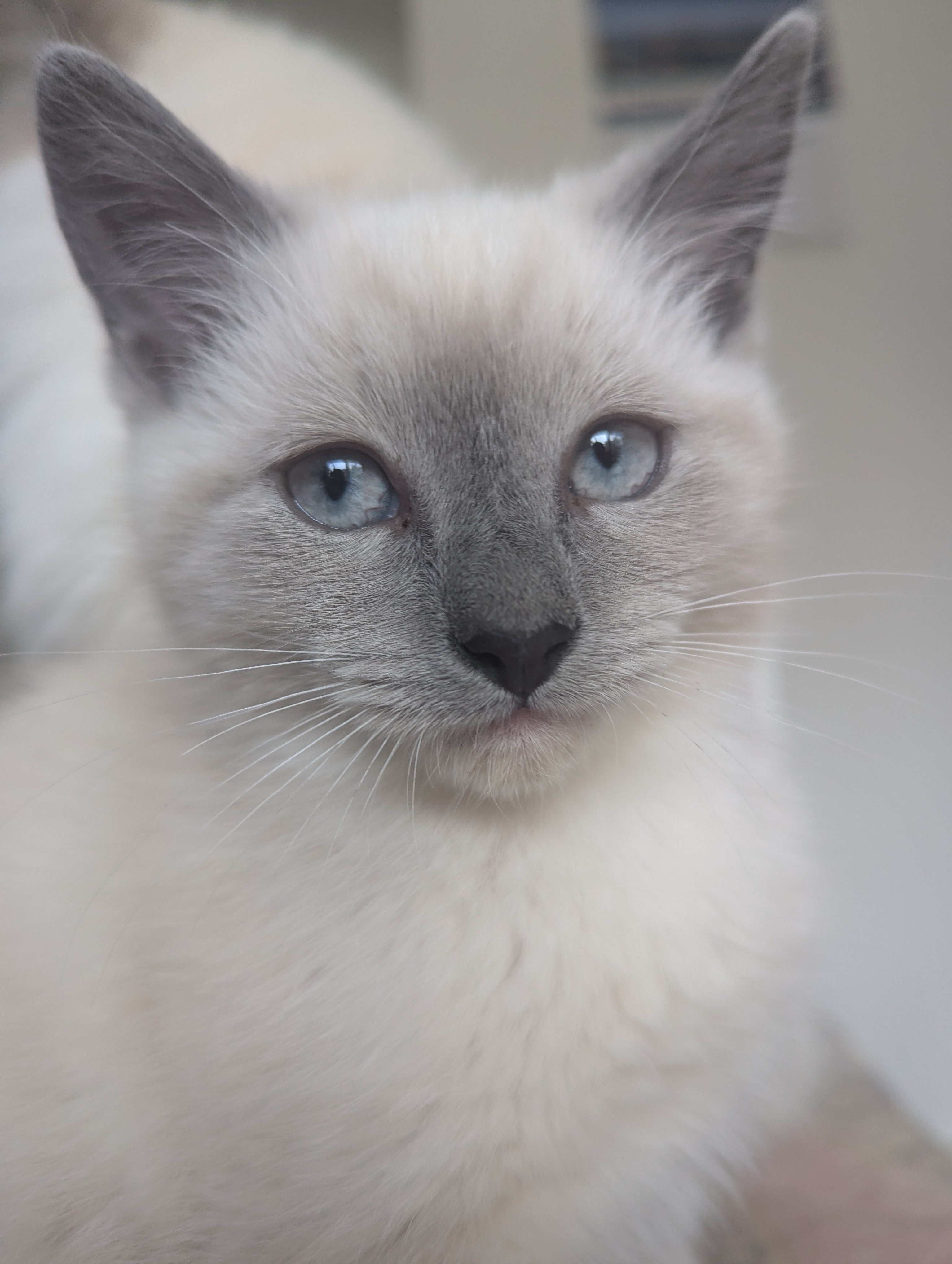 Adorable Kitten: Cuteness Overload!