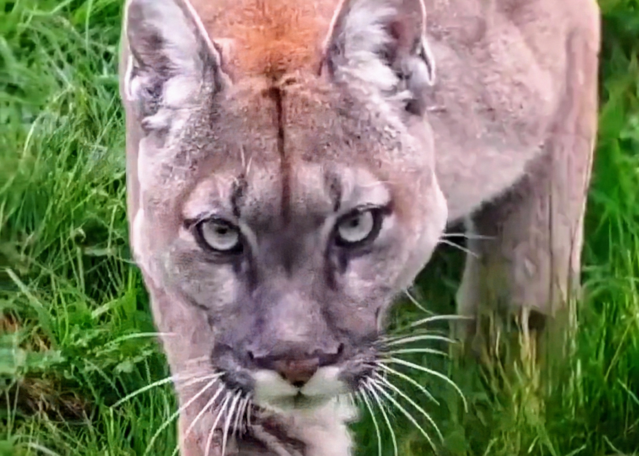 A Cat's Gaze: Here's Looking at You