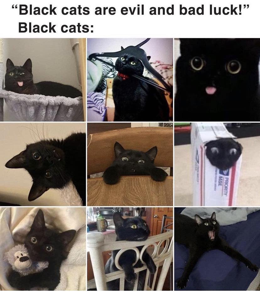 Embracing the mystique of black cats
