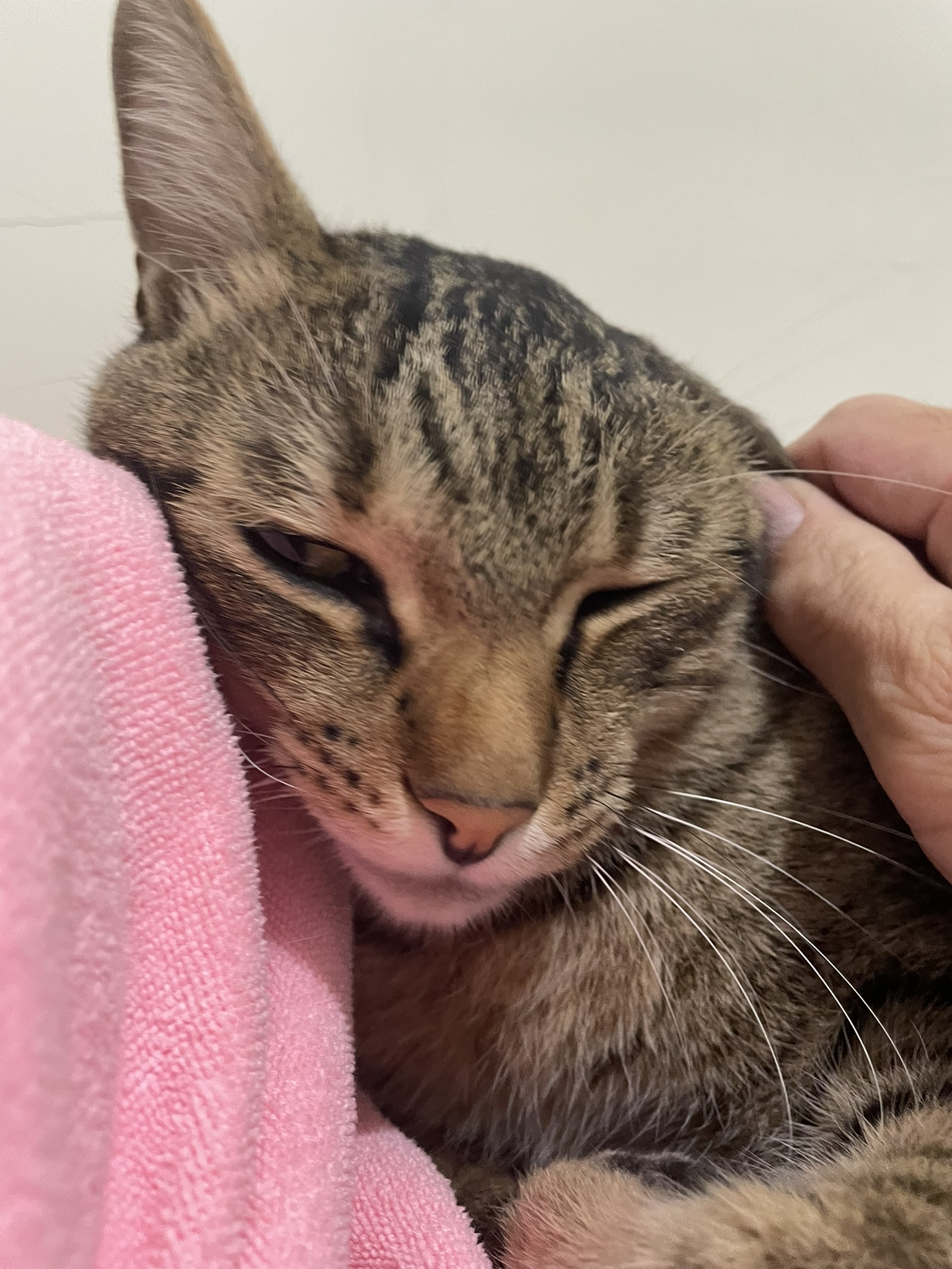 The Playful Wink of a Charming Cat