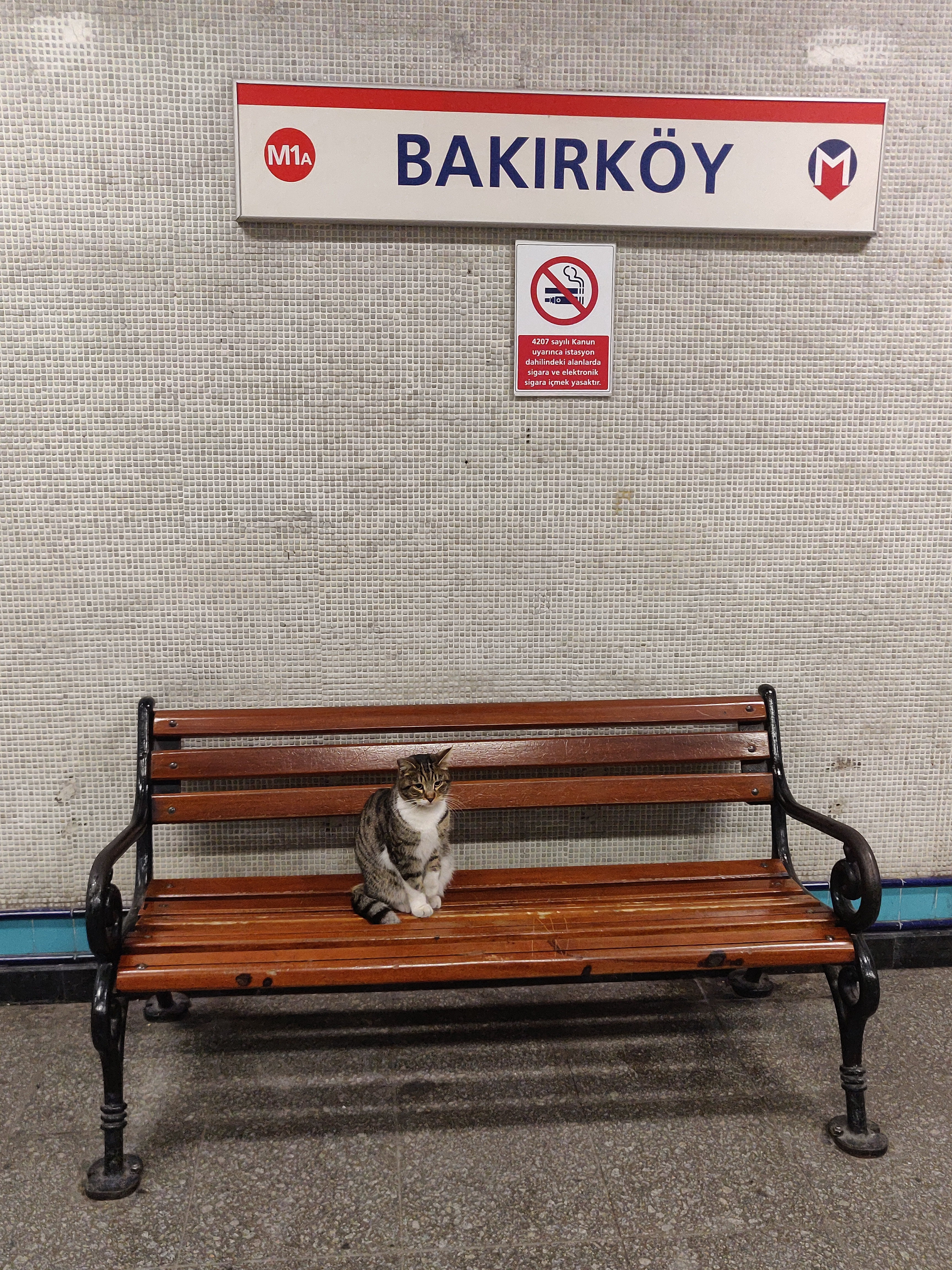 The Patient Waiting Cat: Anticipation at Its Finest