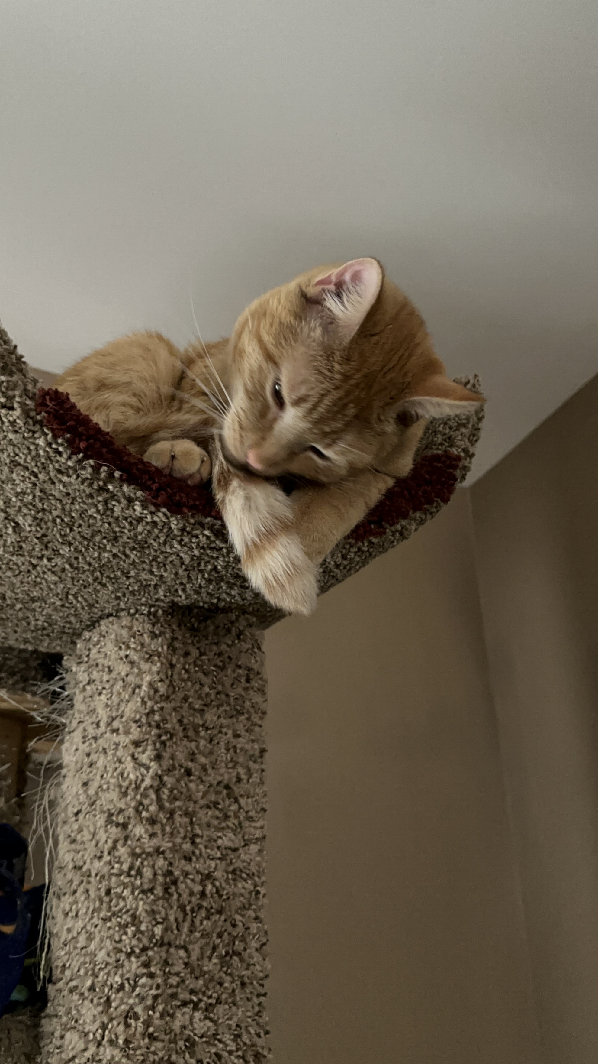 Mr. Tang Takes on the Challenge of Cleaning the Tail