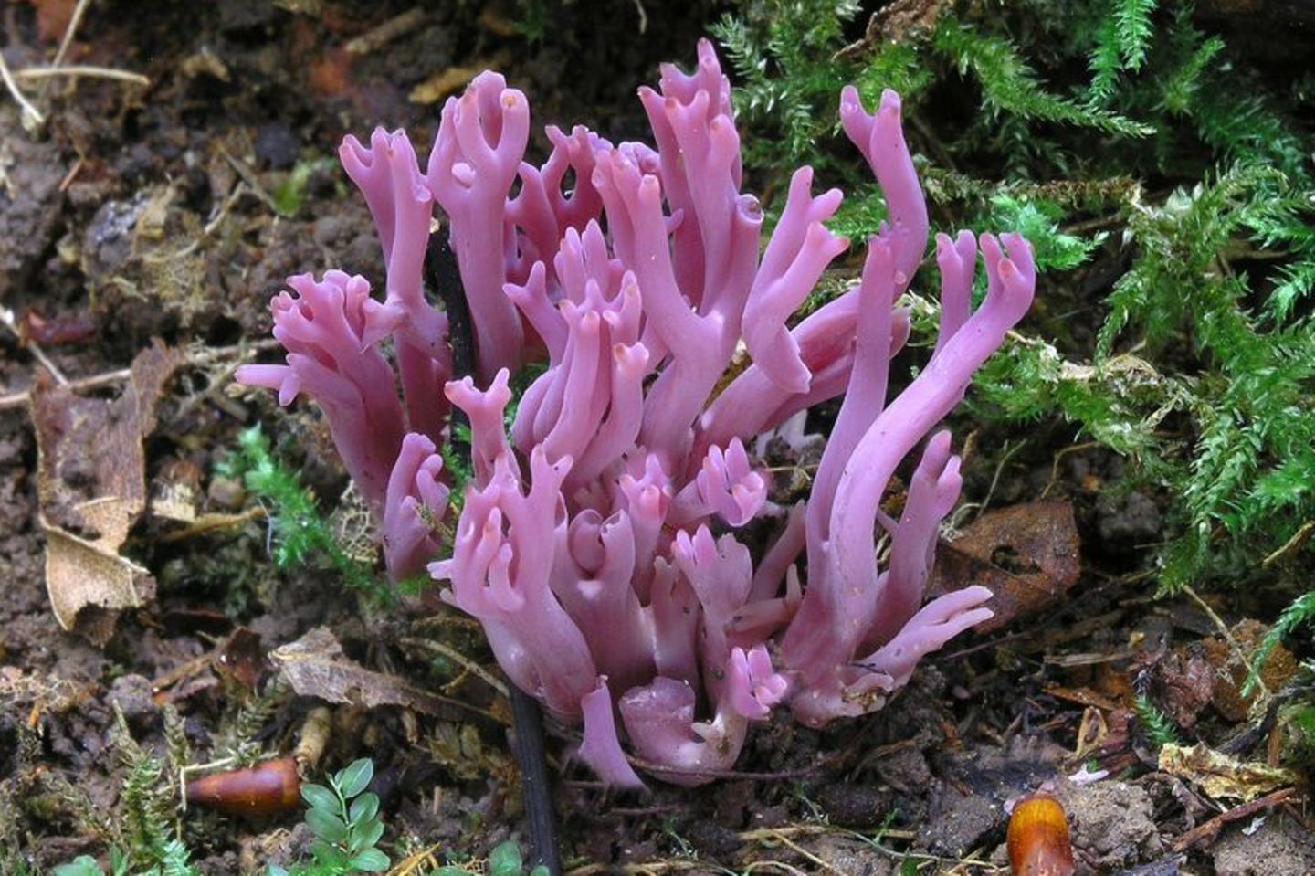 Discovering the Unique Clavaria zollingeri Mushroom
