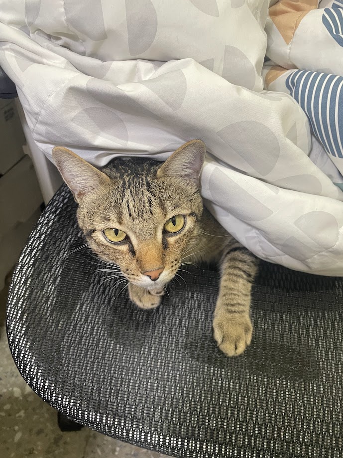 Just a cute cat being adorable