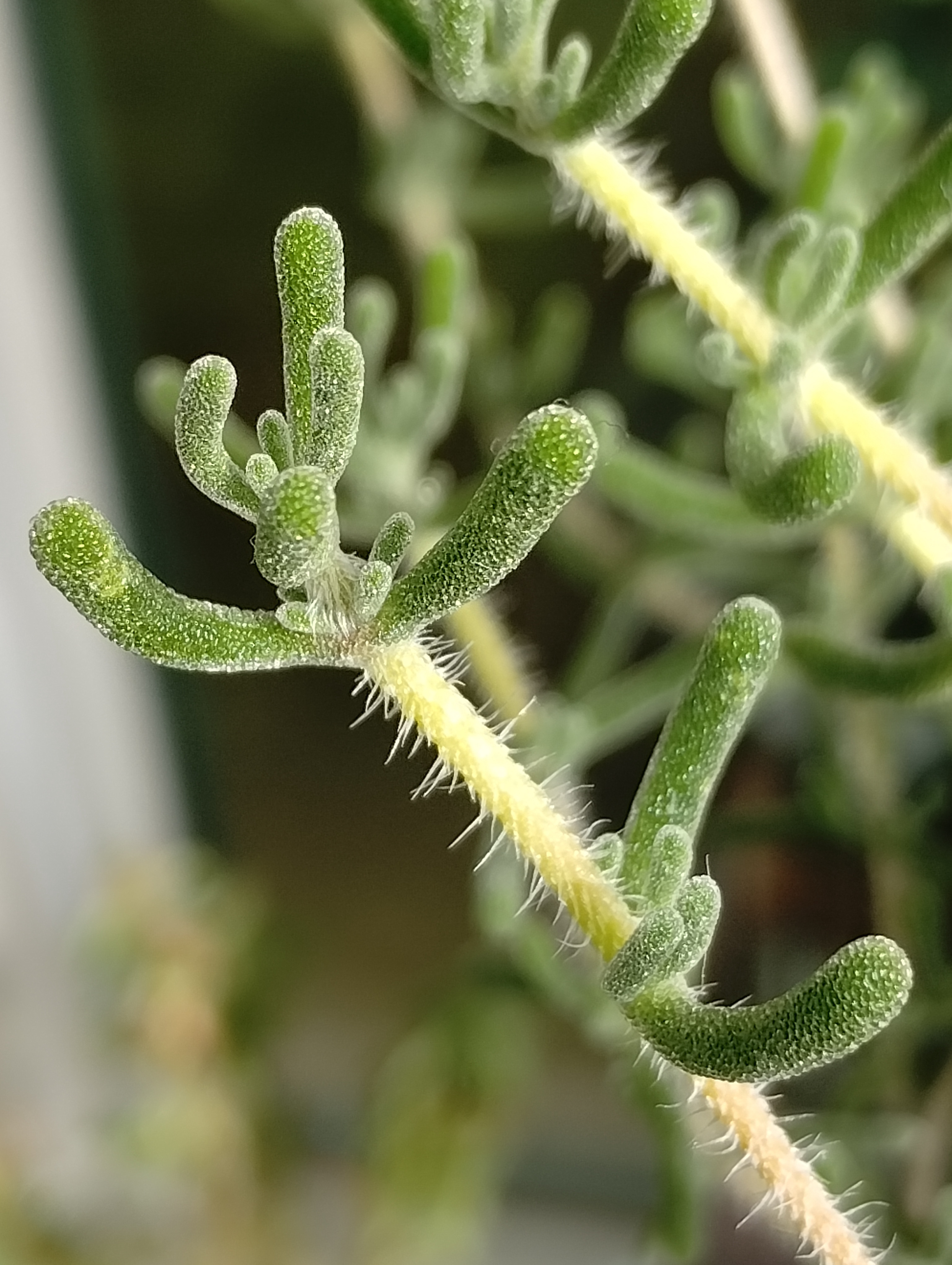 With a Touch of Fur: Con Pelitos