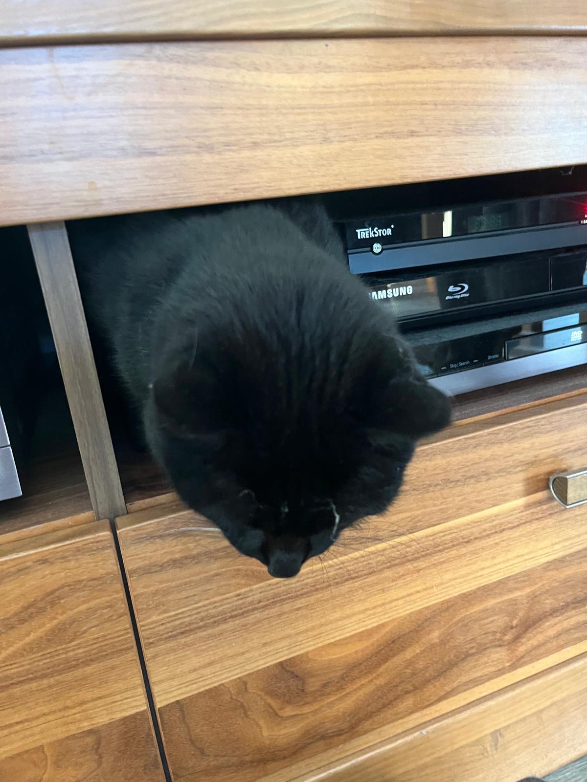 Meet the Inquisitive Cat: Always Curious!