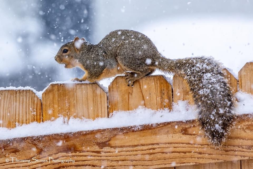 The Adorable Squirrel Making Its Appearance
