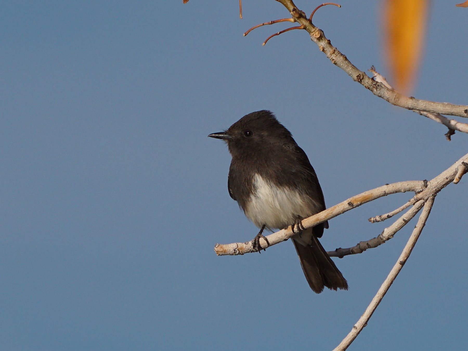 Meet the Black Phoebe