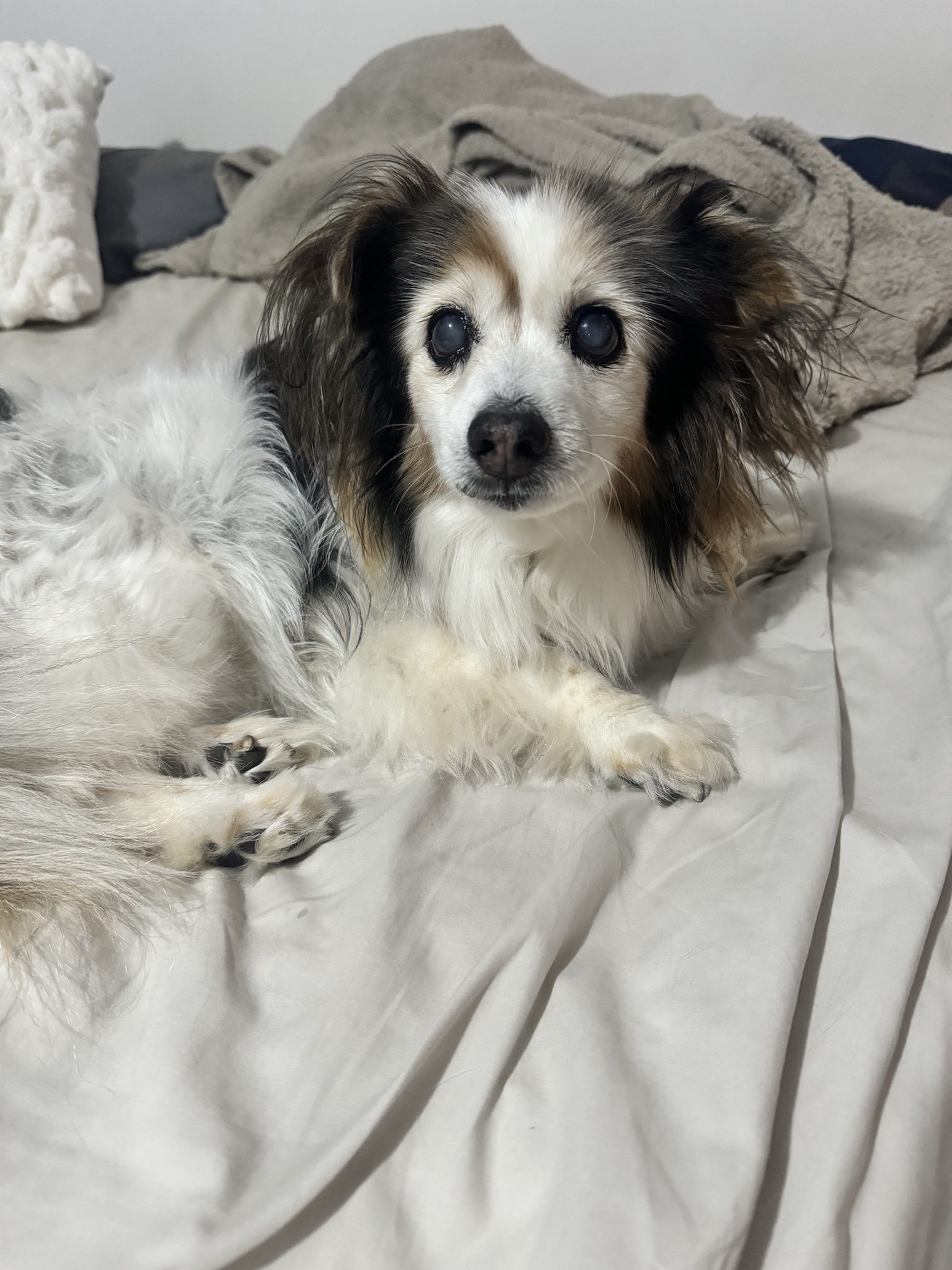 Daily Dose of My Adorable Dog Panko
